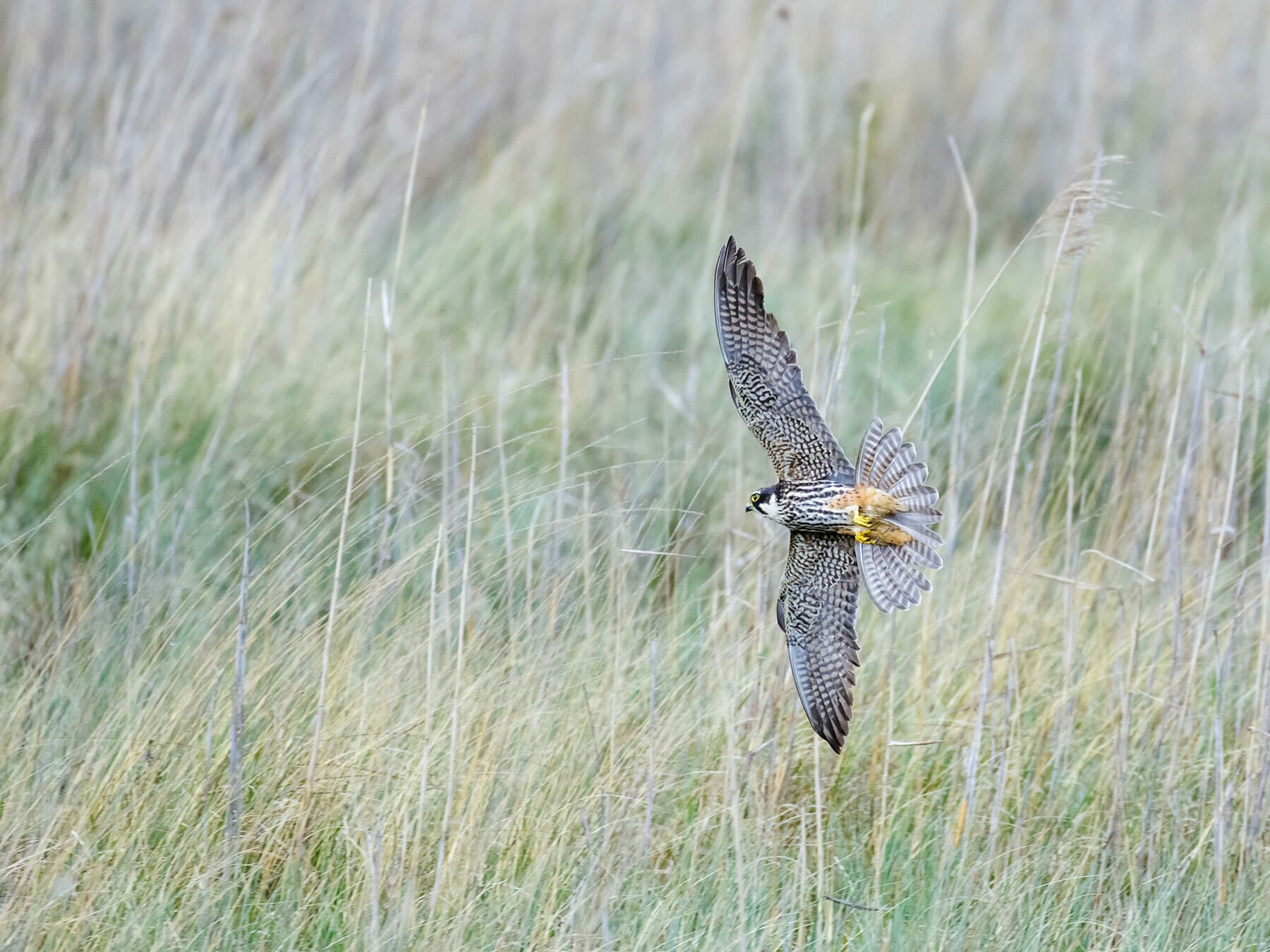 A Hobby flying through the air hunting for prey