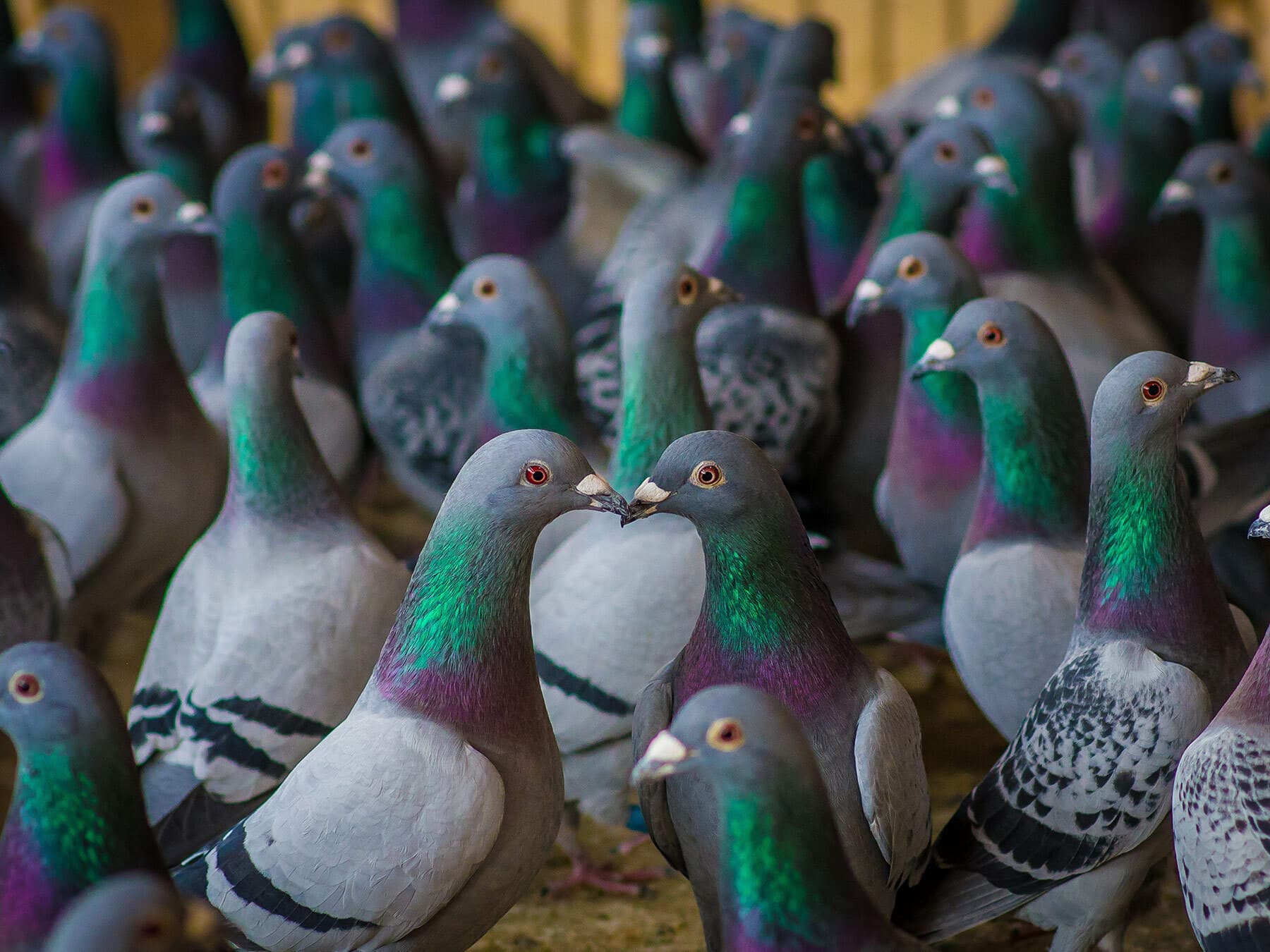 Homing pigeon group