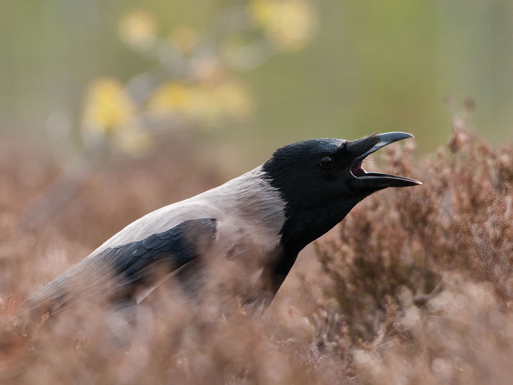 Hooded Crow making a lot of noise!