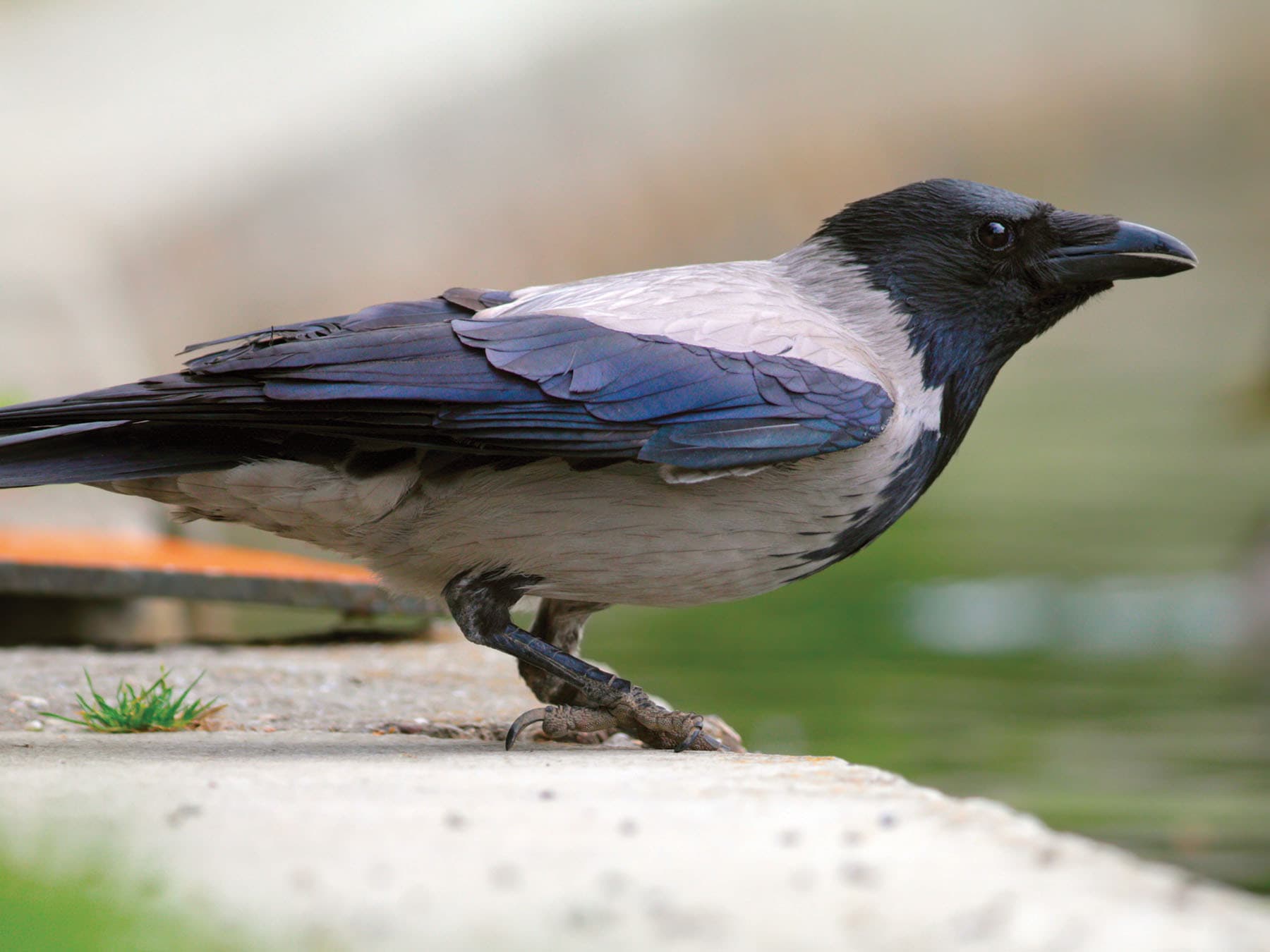 Close up of a Hooded Crow