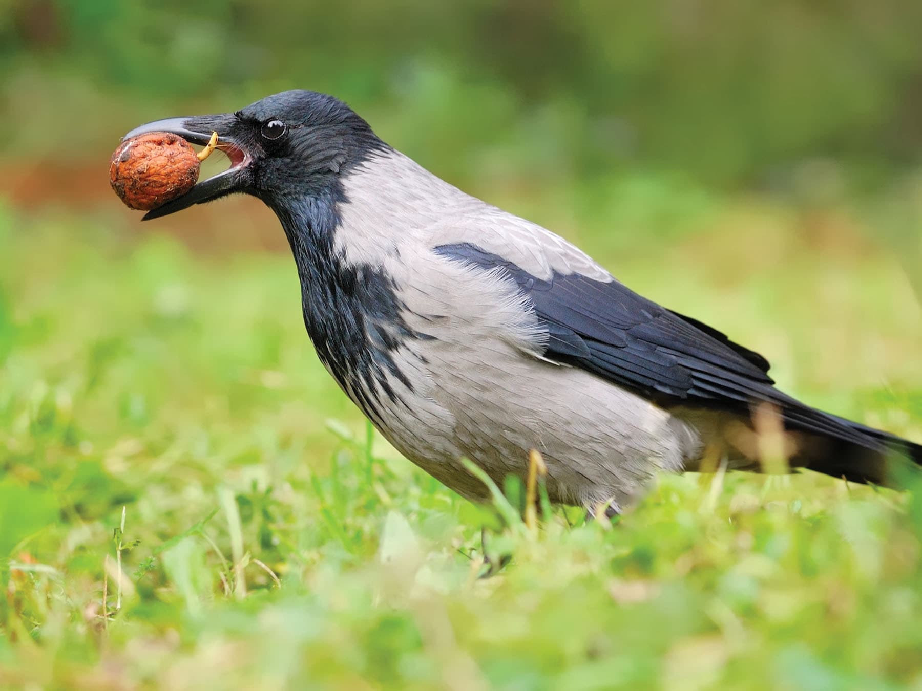 Hooded Crow with a large nut in its beak