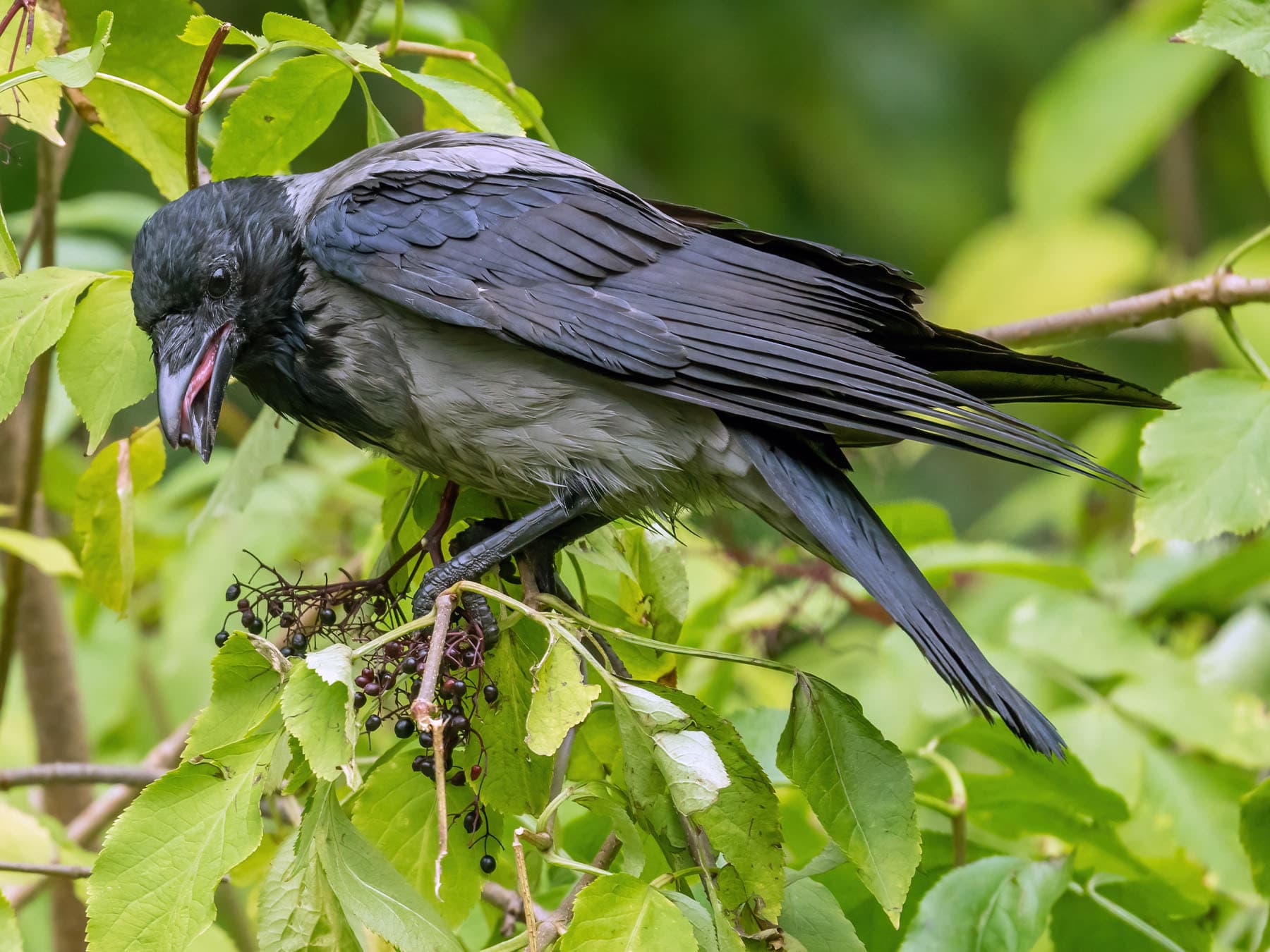 Hooded crow feeding on berries