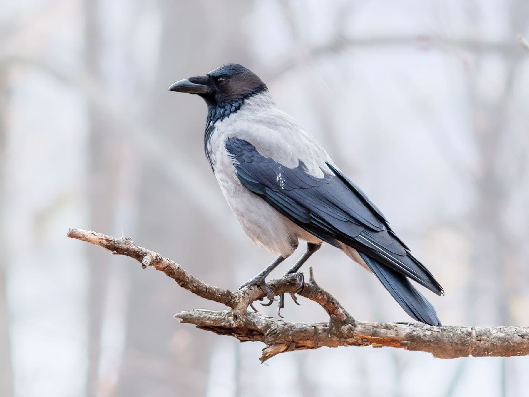 Hooded Crows live across a wide variety of habitats