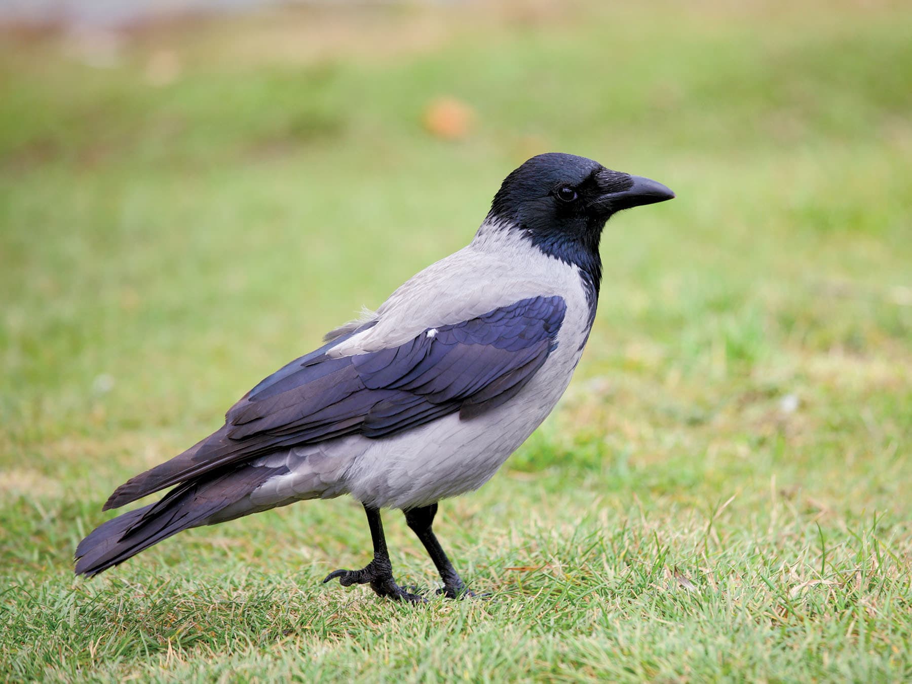 Close up of a Hooded Crow