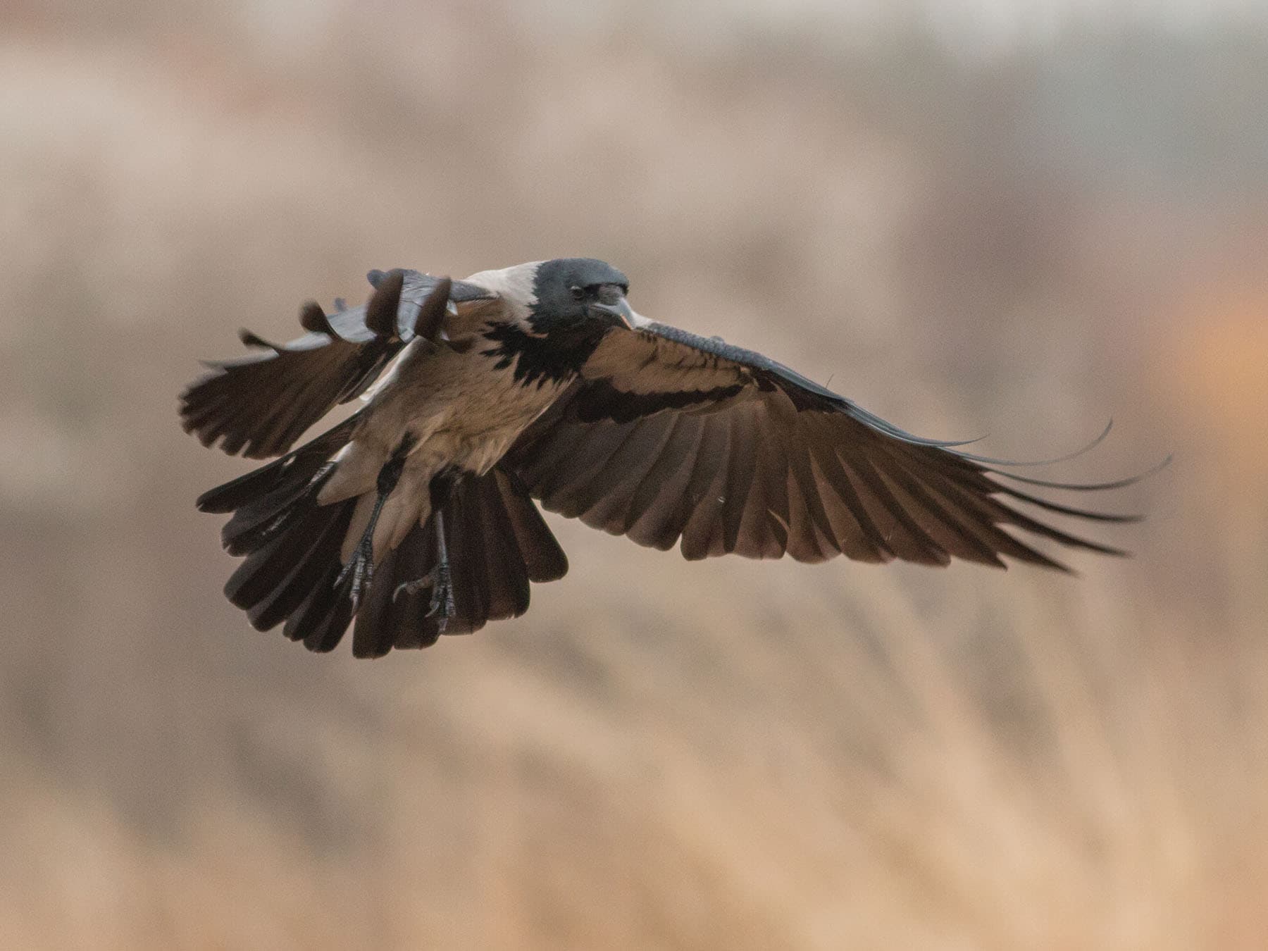Hooded Crow in flight