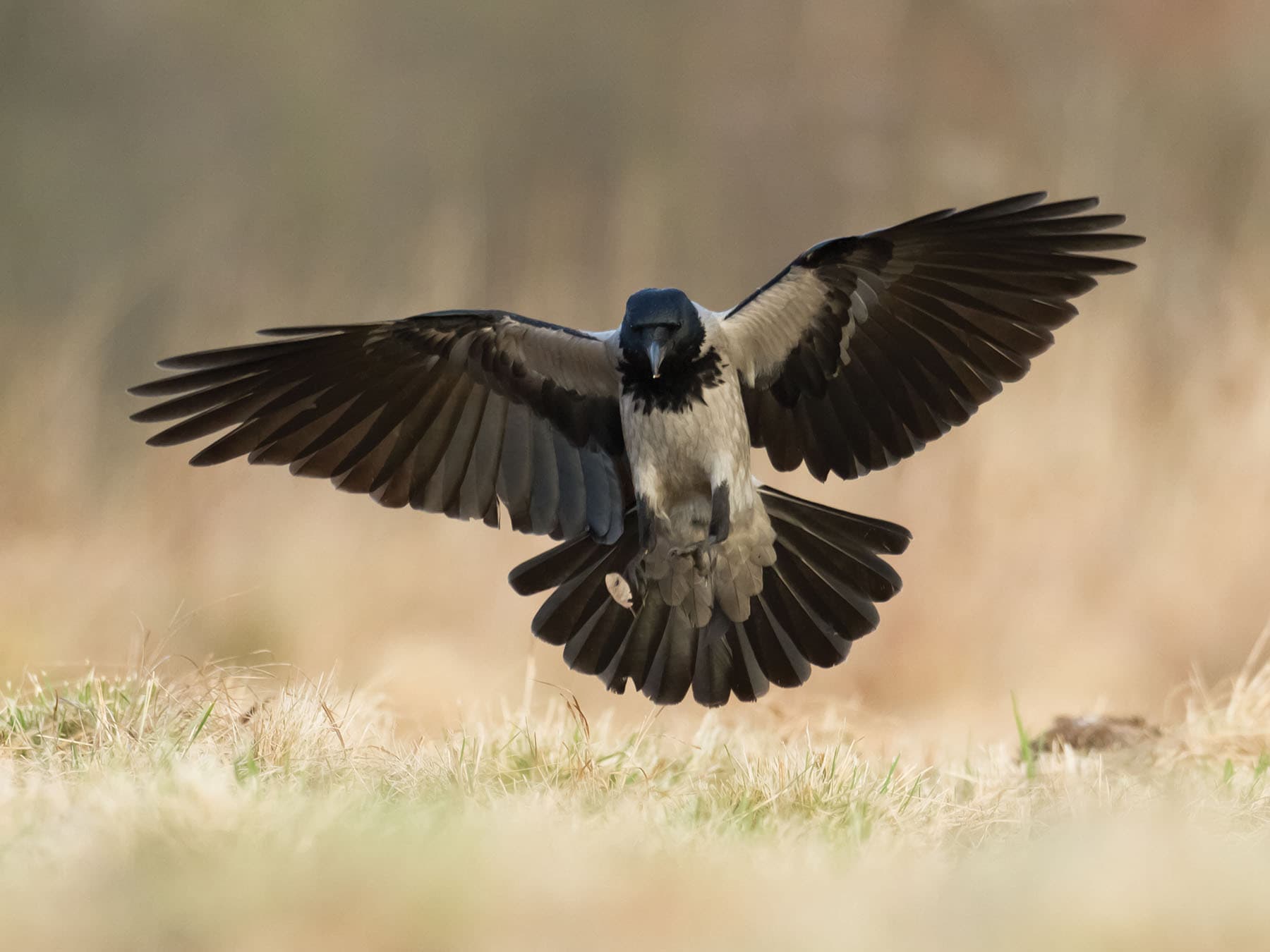 Hooded Crow coming in to land