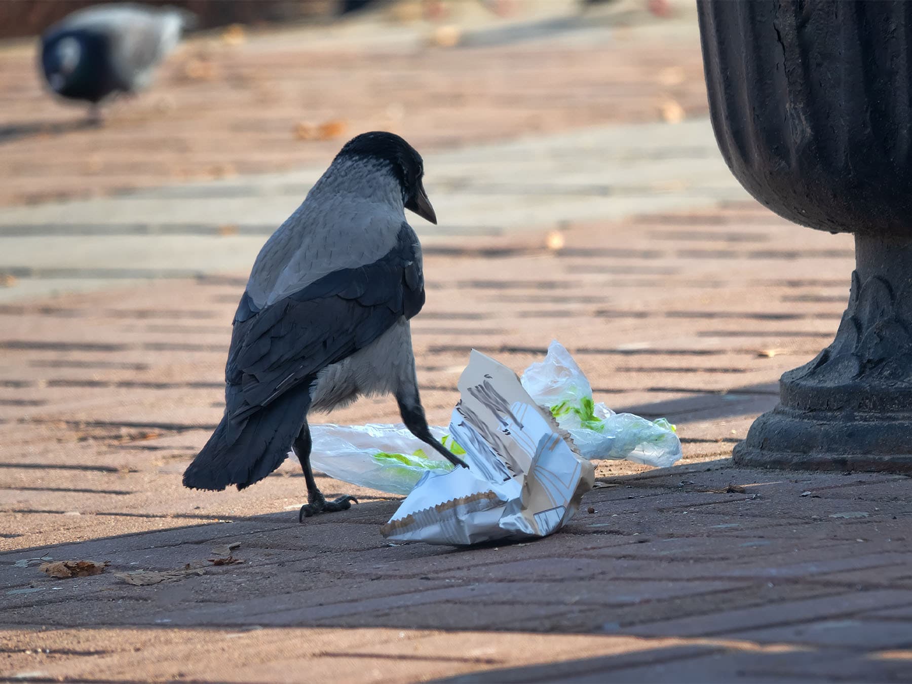 Hooded crow looking for food in rubbish