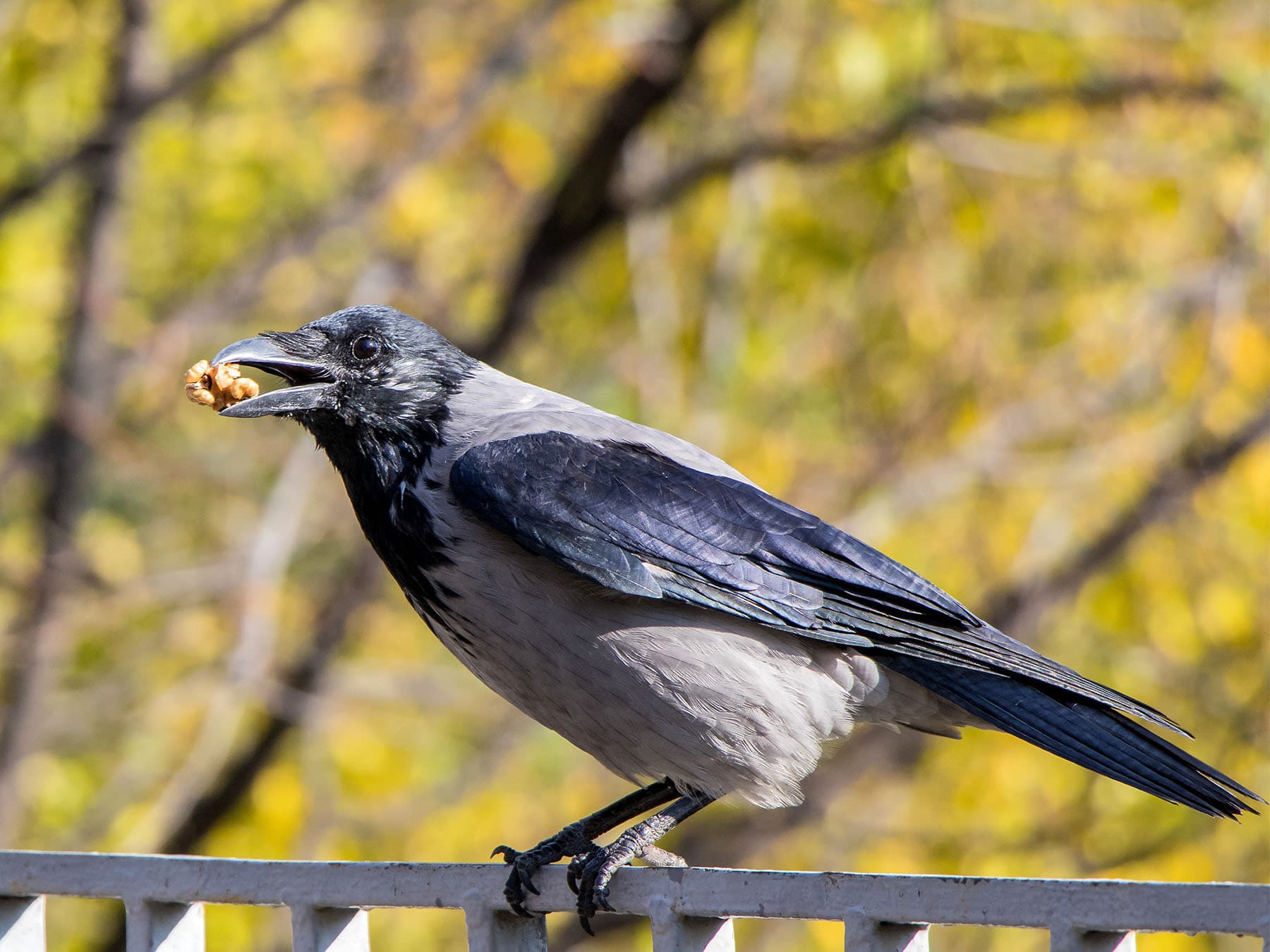 Hooded crow with nut in beak