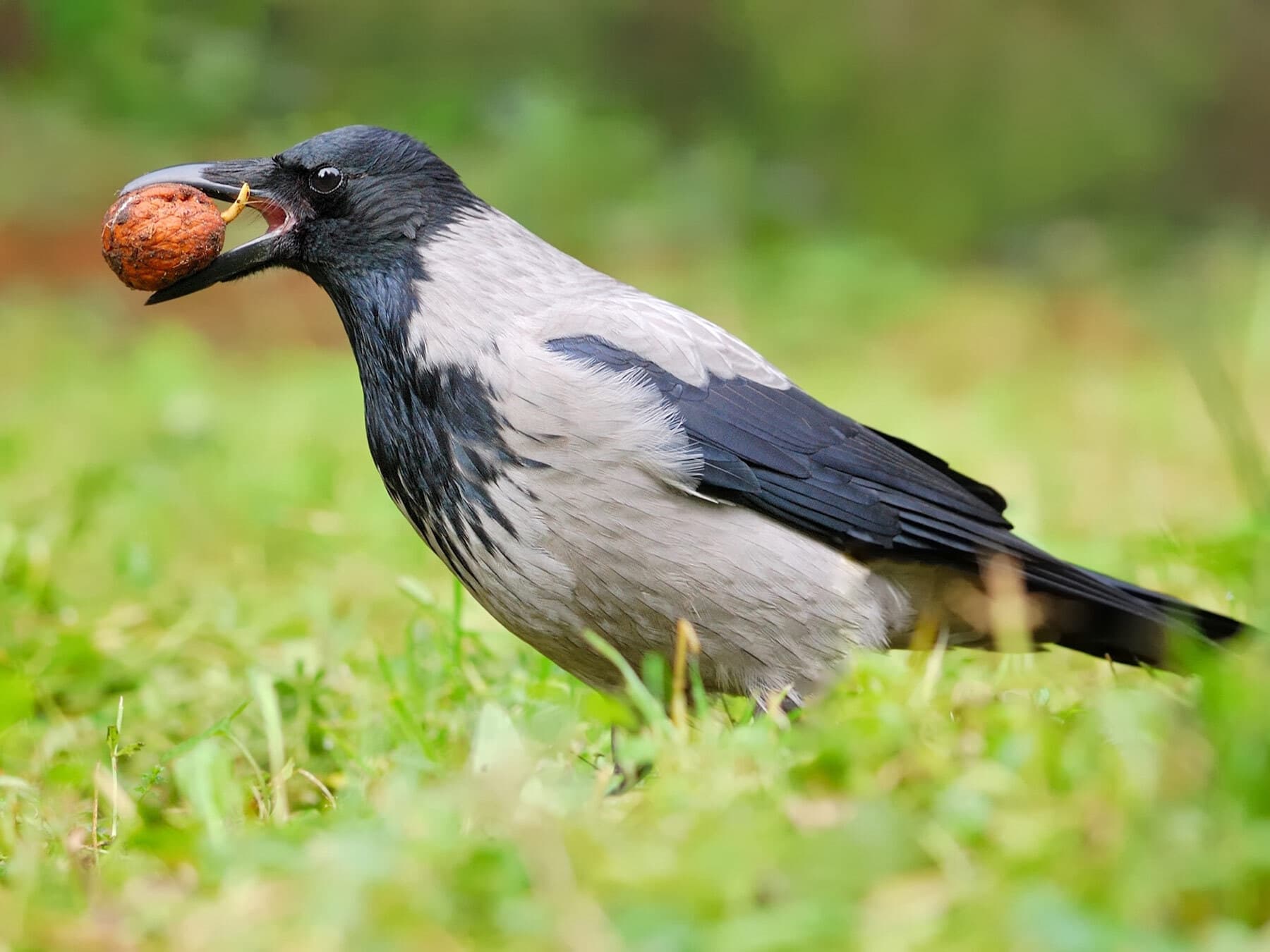 Hooded crow with nut
