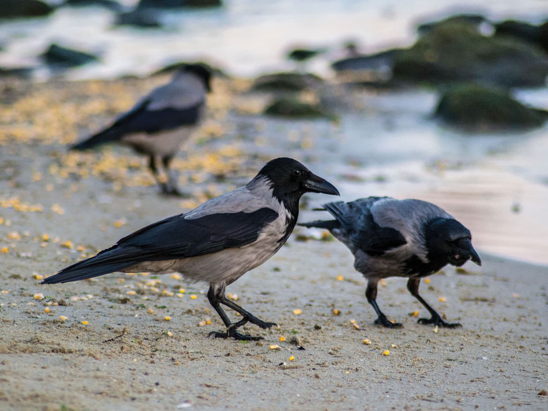 A pair of Hooded Crows foraging on the beach