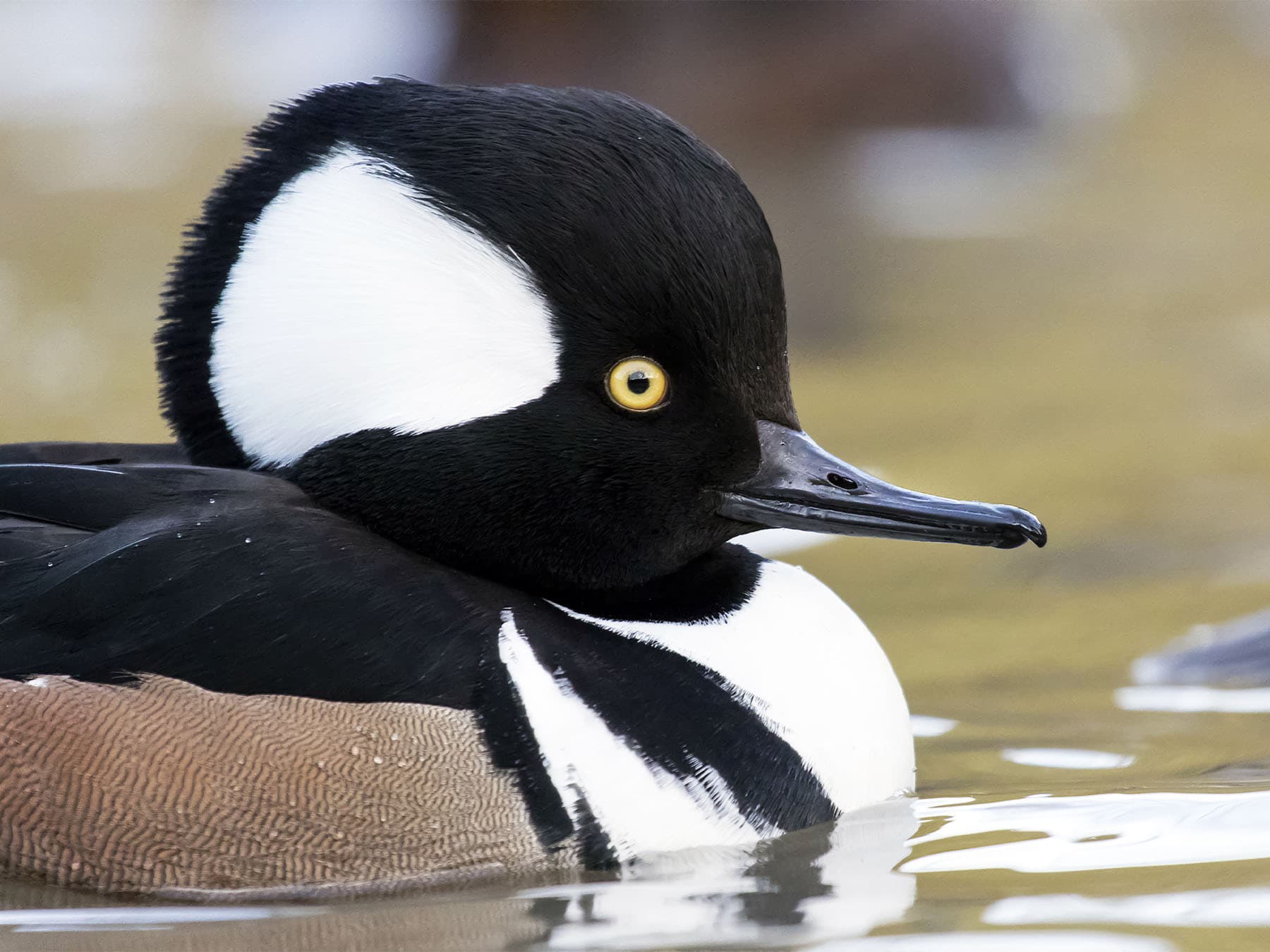 Close-up of a Hooded Merganser