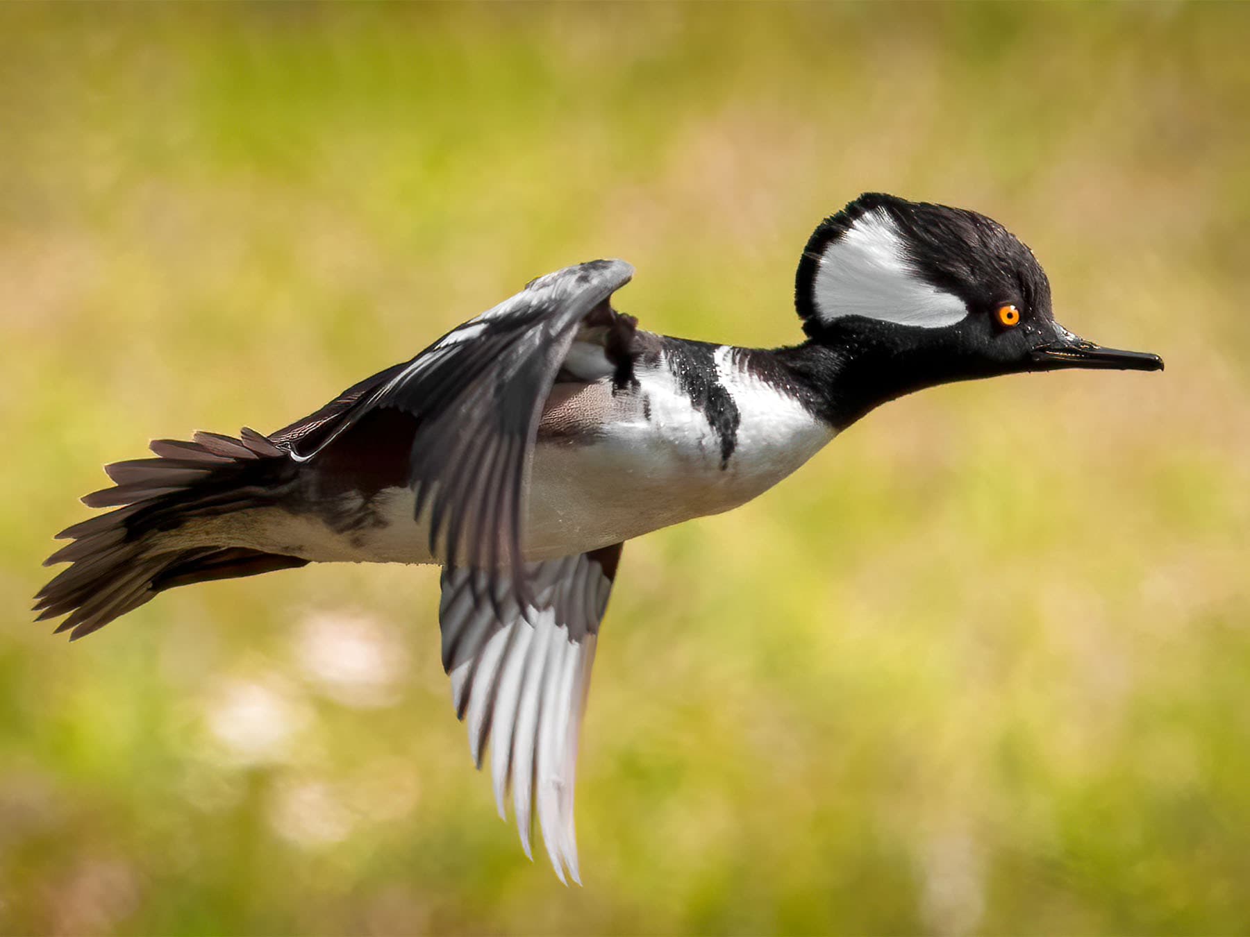 Hooded Merganser in-flight