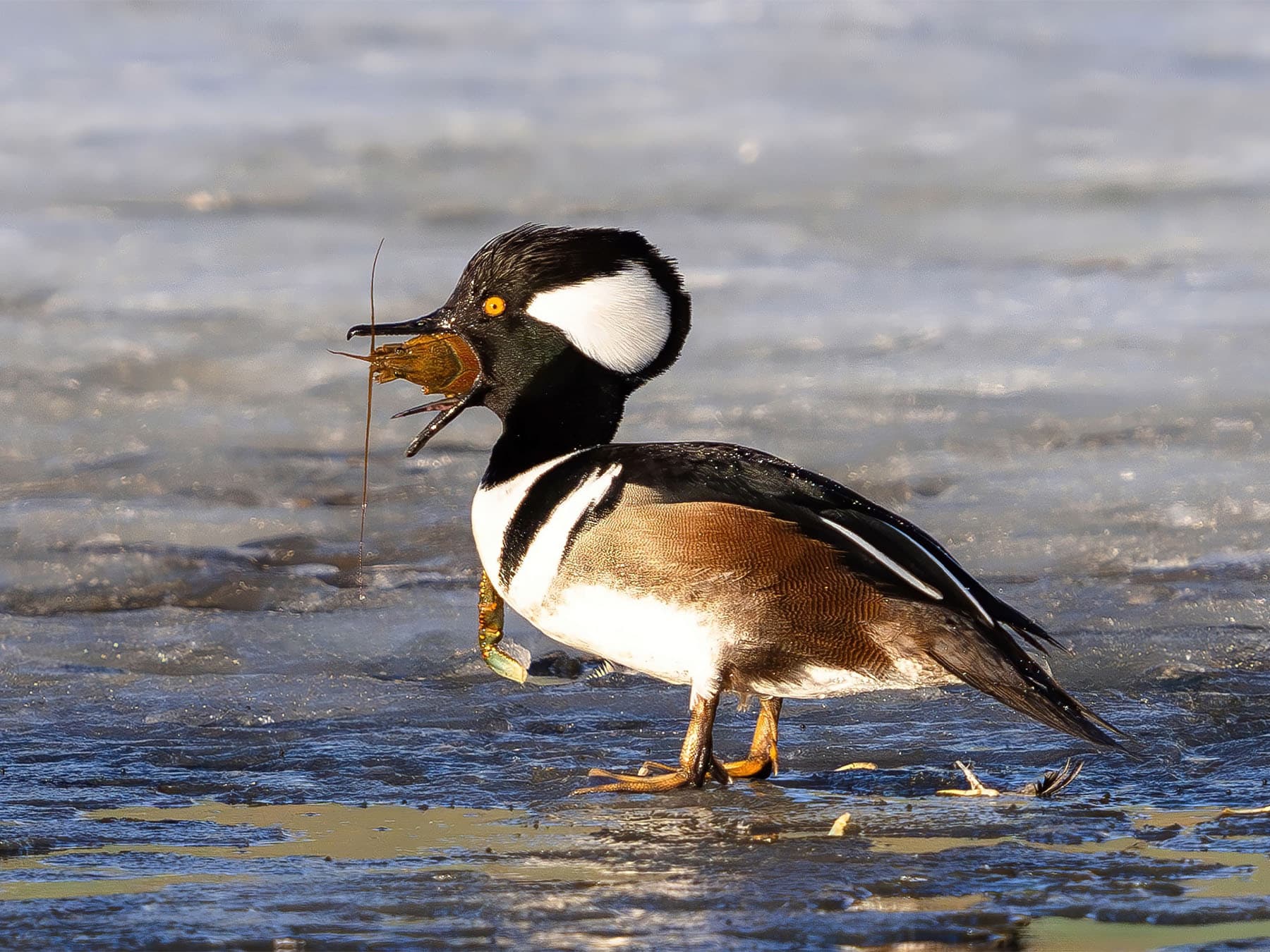 Hooded Merganser feeding on crawfish during winter