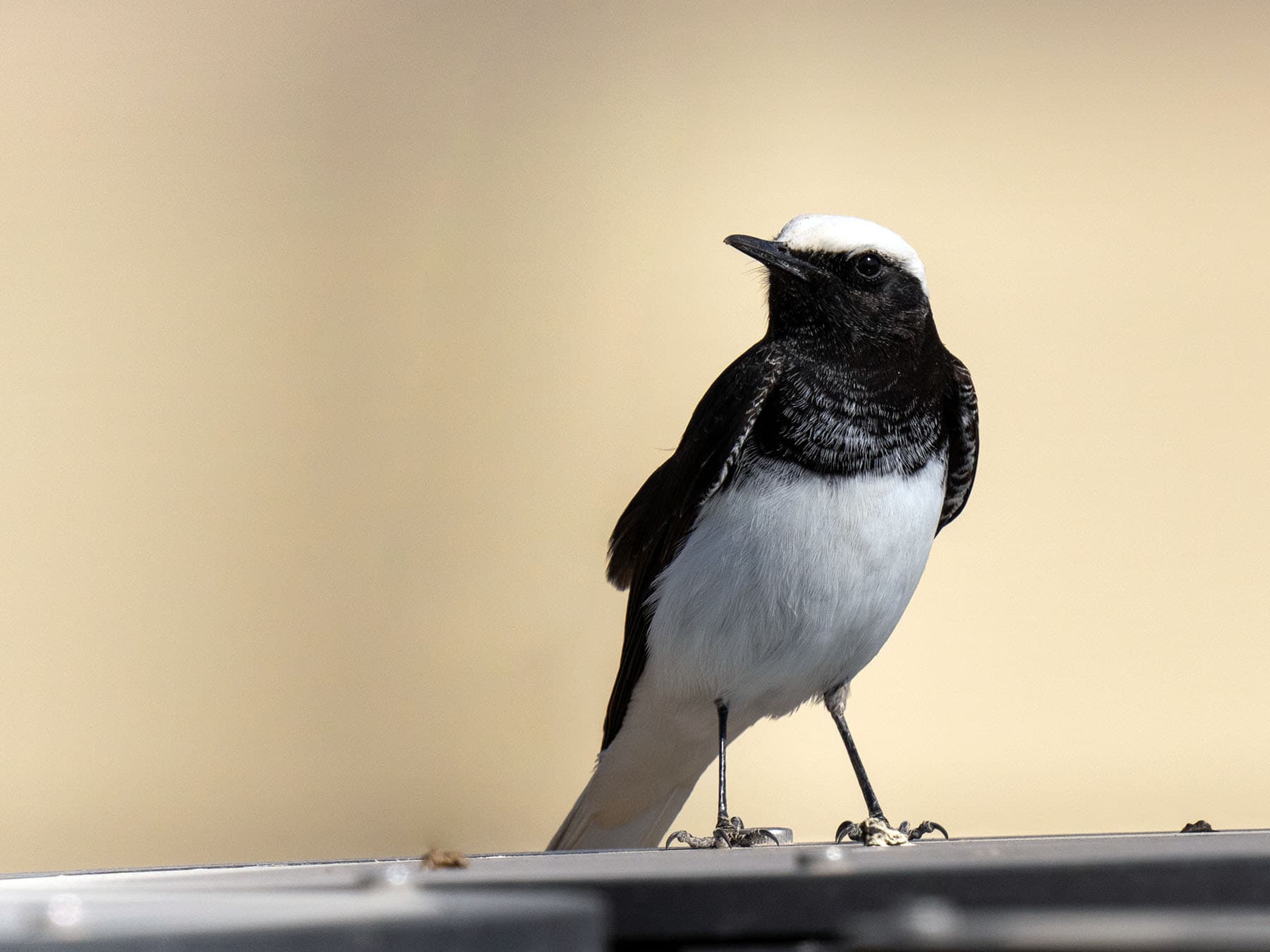 Hooded Wheatear perching