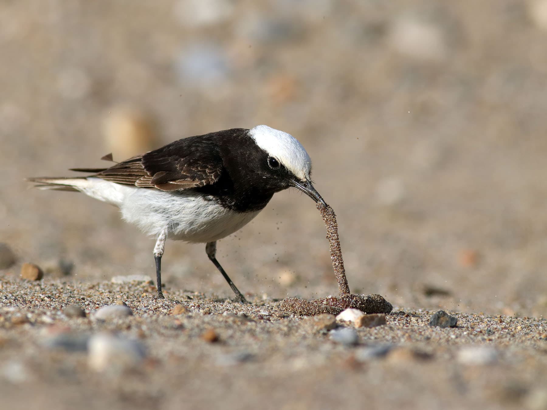 Hooded Wheatear on sand pulling up prey
