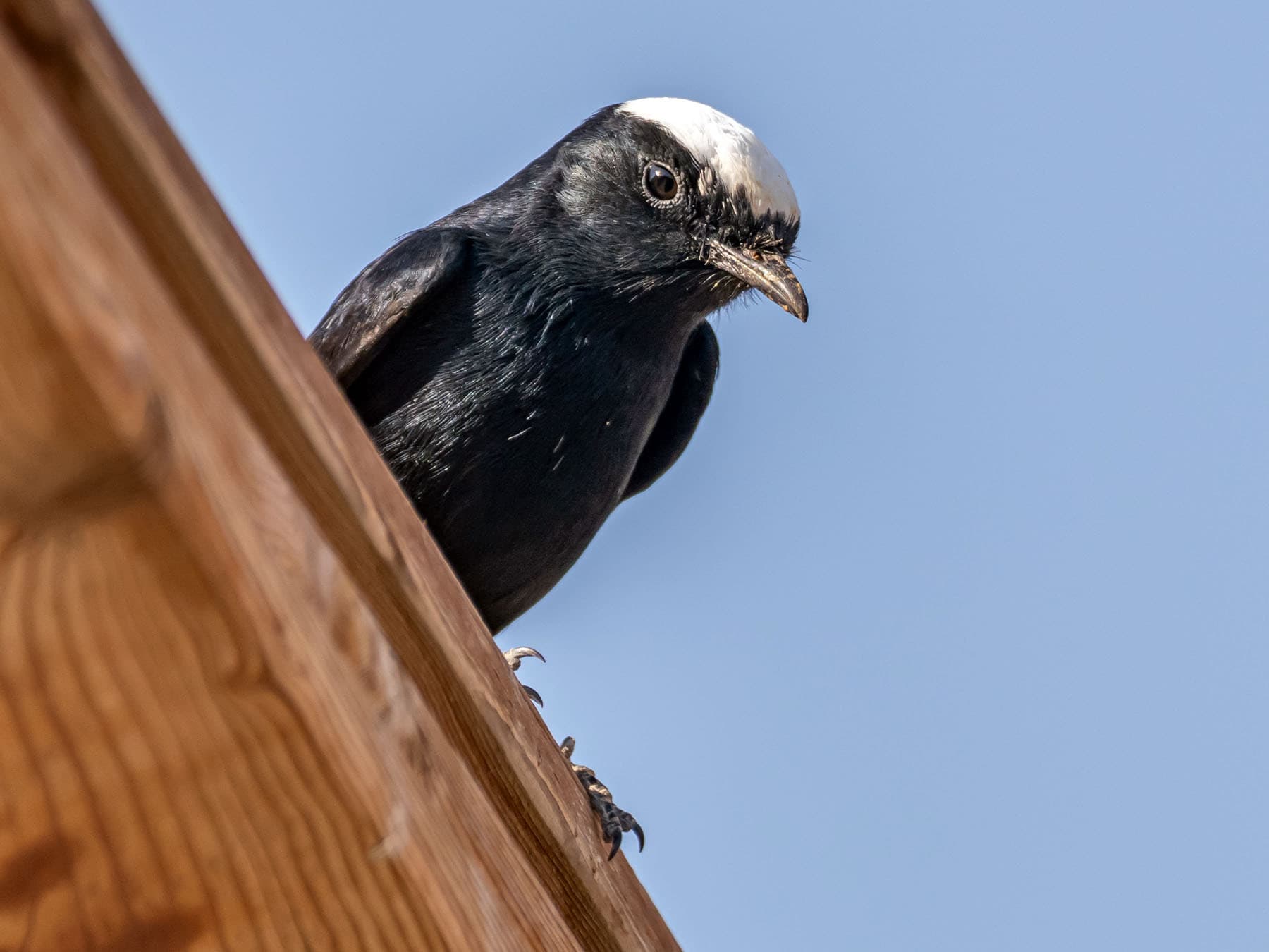 Close up of a Hooded Wheatear