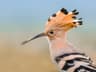 Hoopoe