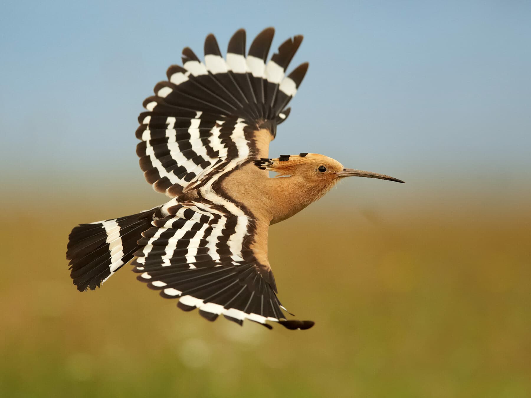 Hoopoe in flight