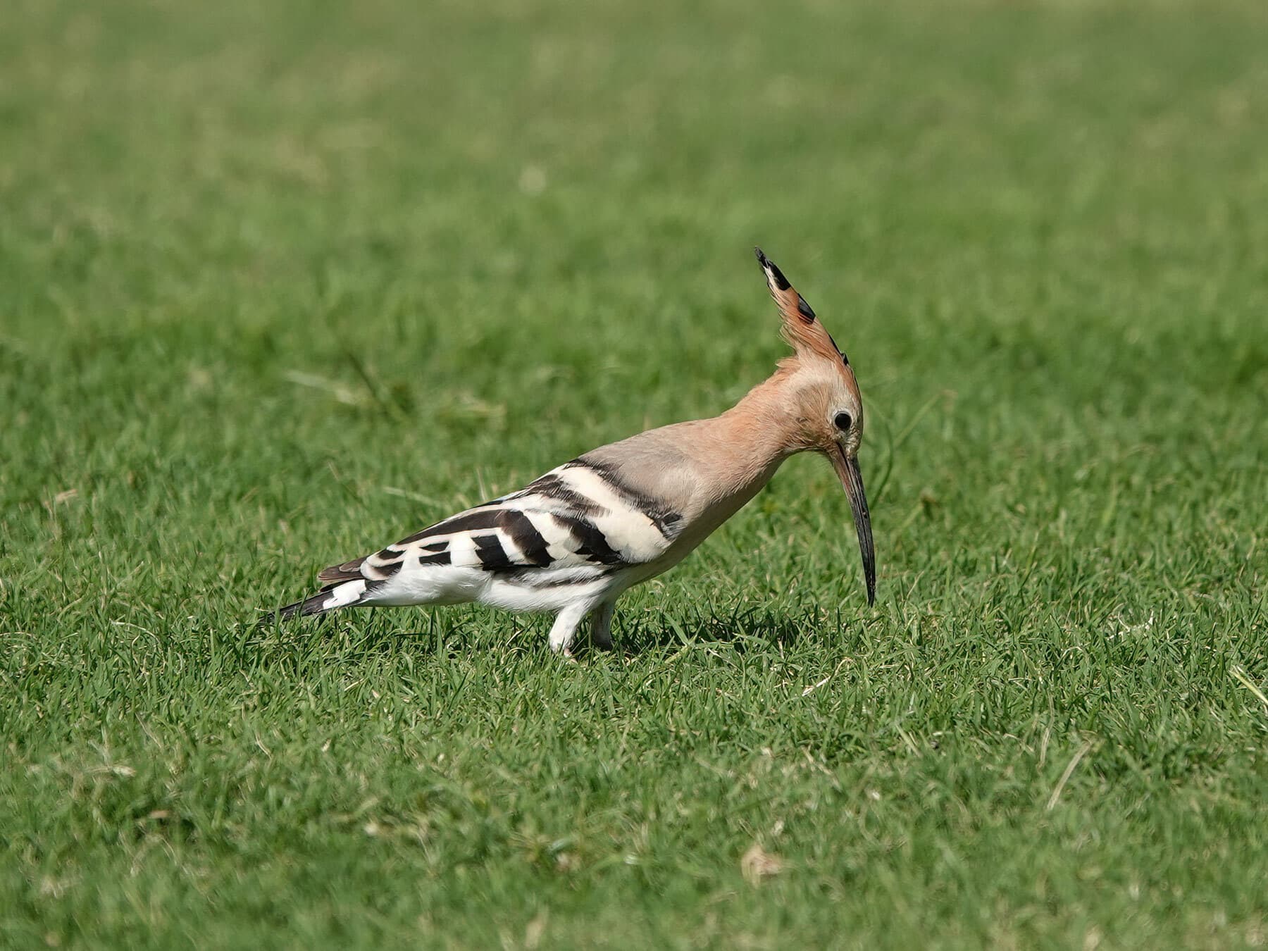 Hoopoe foraging