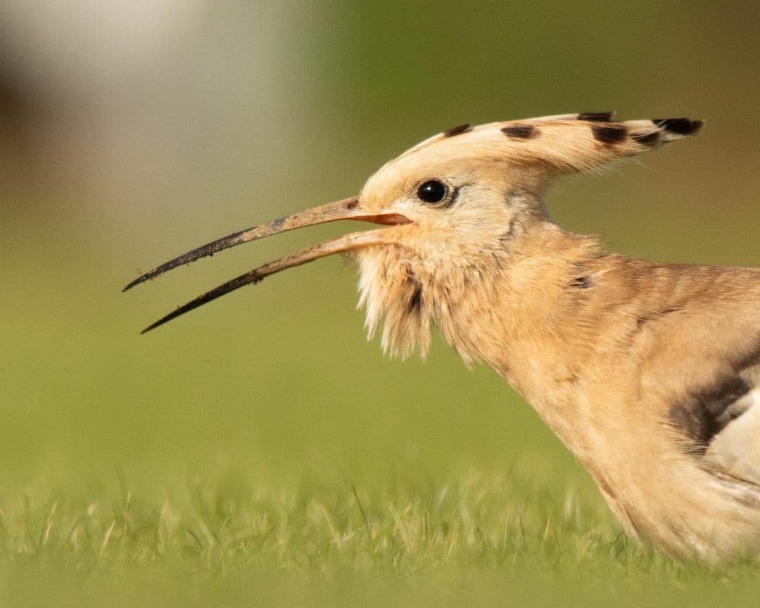 Hoopoe Portrait (Credit @danielleneedhamphotography IG)
