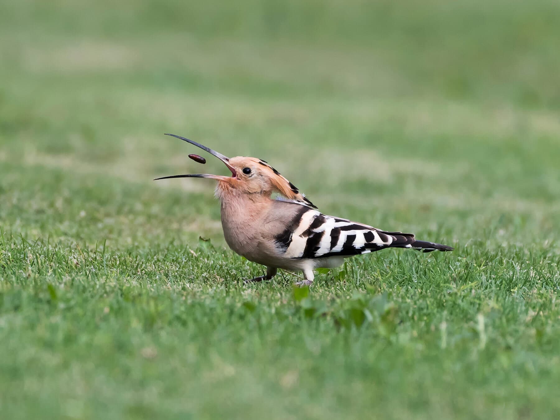 Hoopoe tossing food