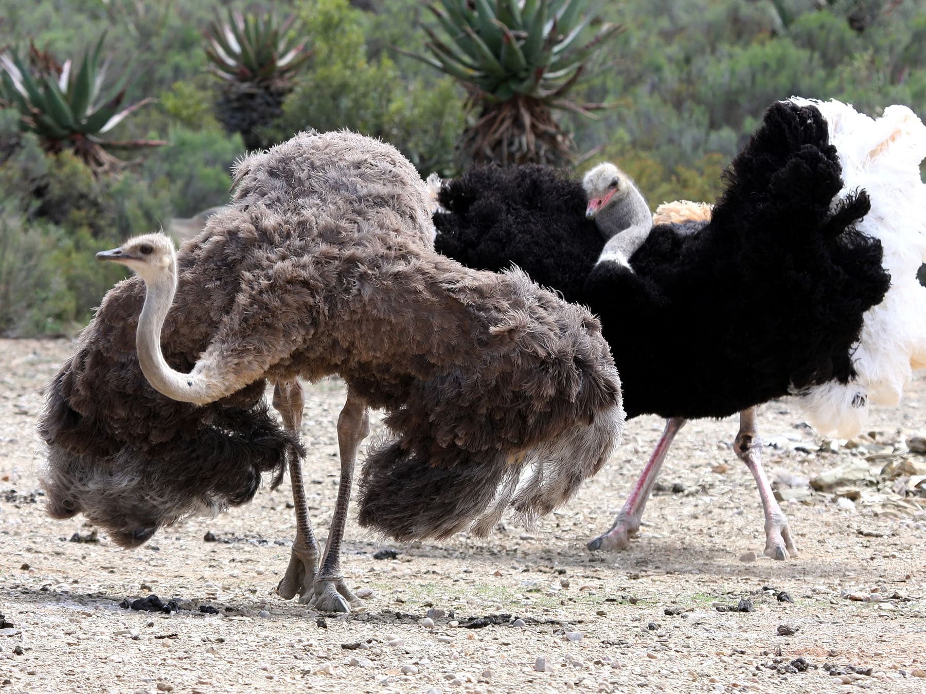 Hormonal Control of Reproduction in Birds