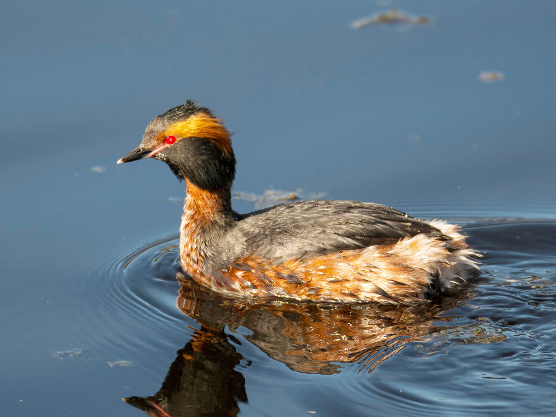 Horned Grebe, breeding plumage