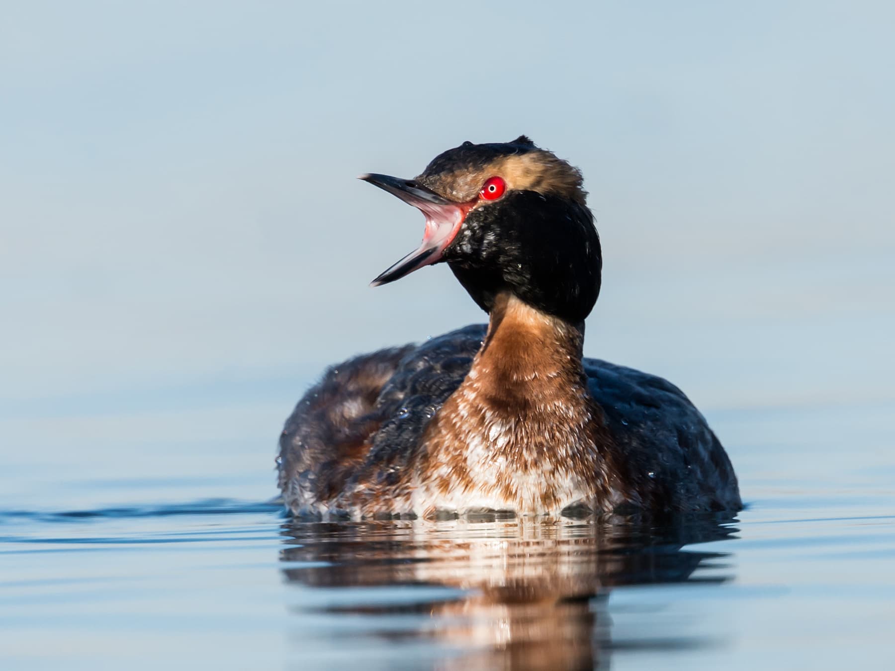 Horned Grebe swimming and calling