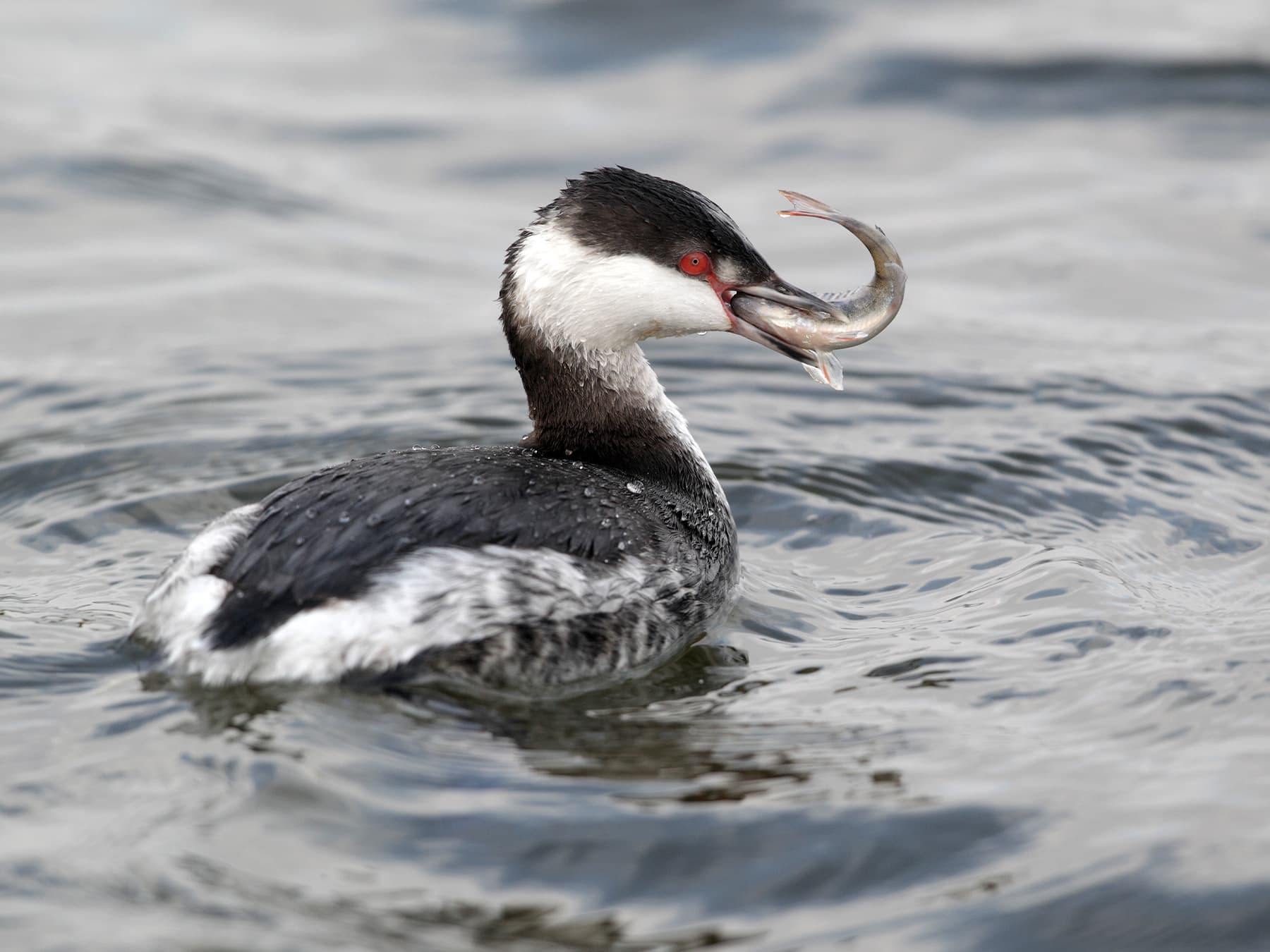 Horned Grebe, non-breeding, feeding on fish