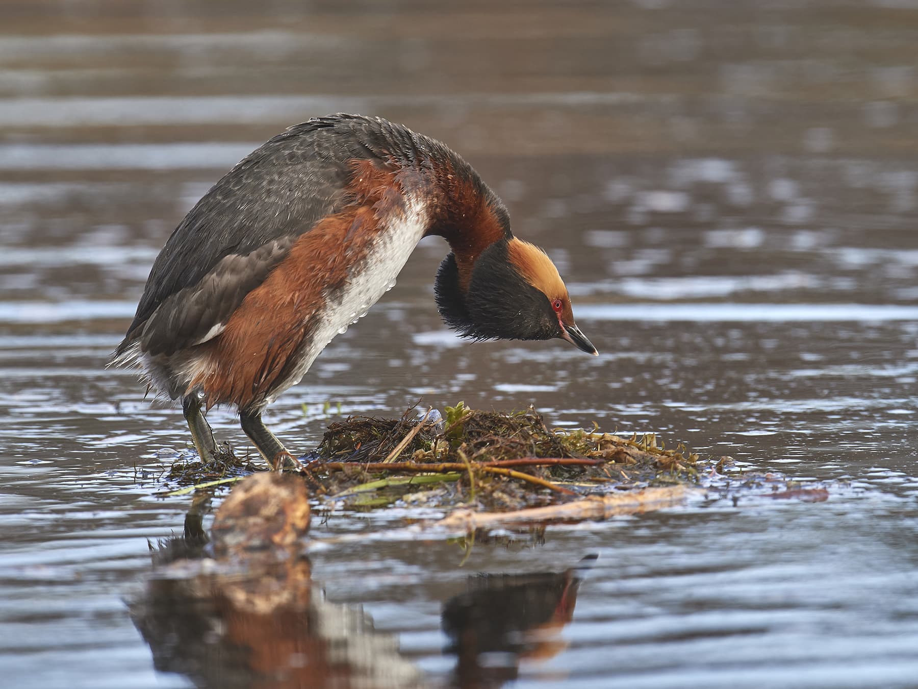 Horned Grebe looking for food