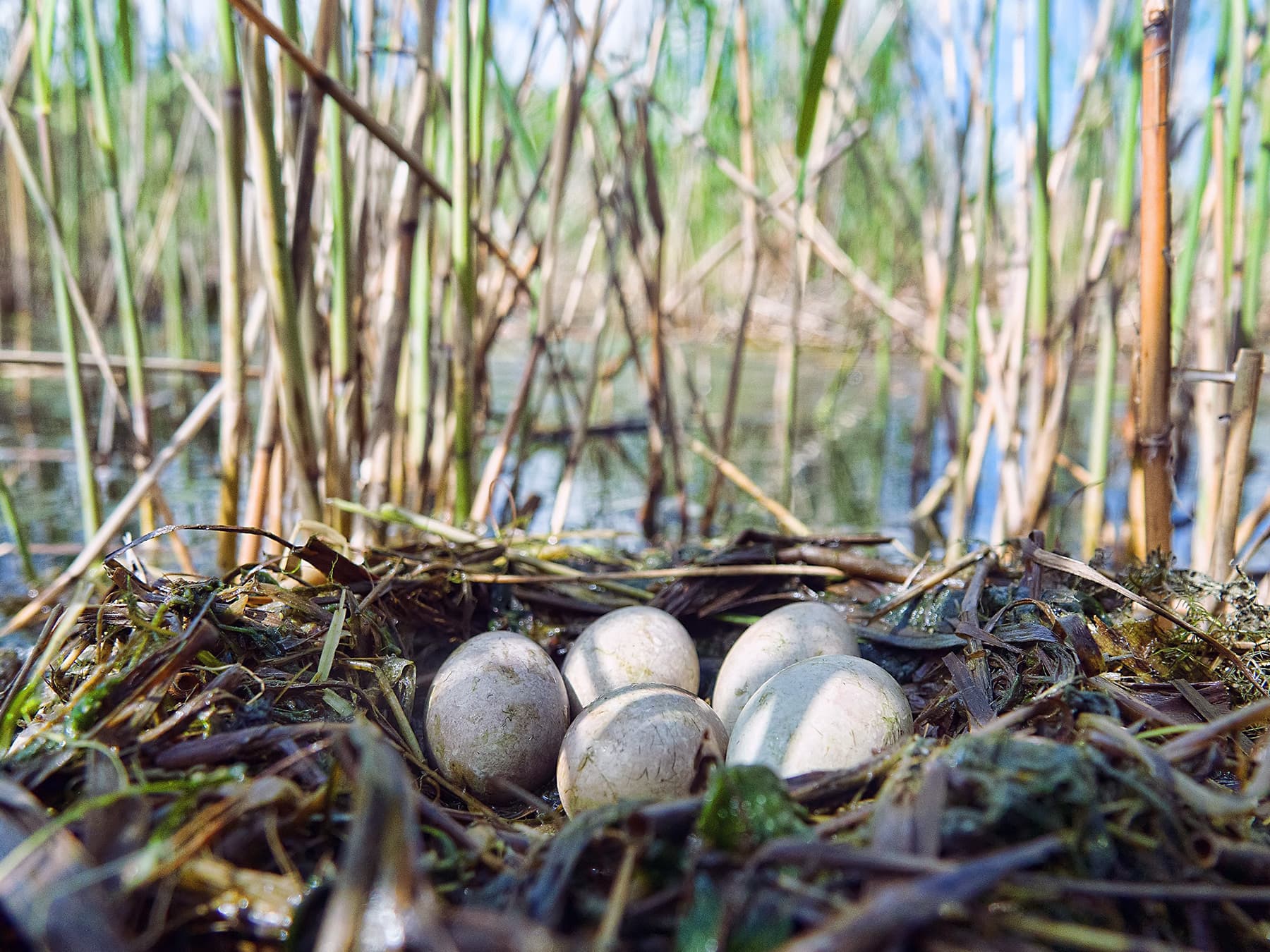 Nest of a Horned Grebe with five eggs