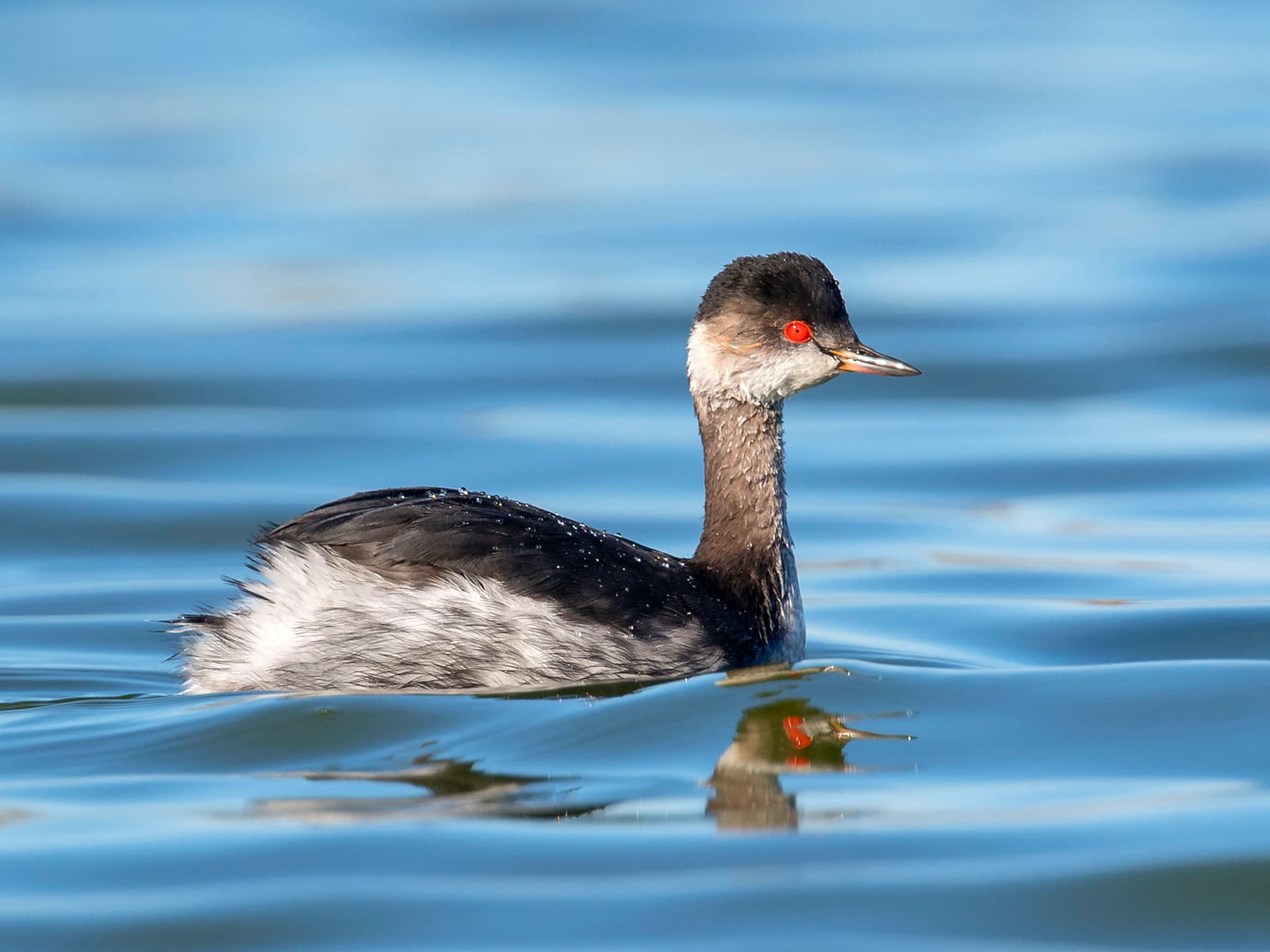 Horned Grebe, non-breeding plumage