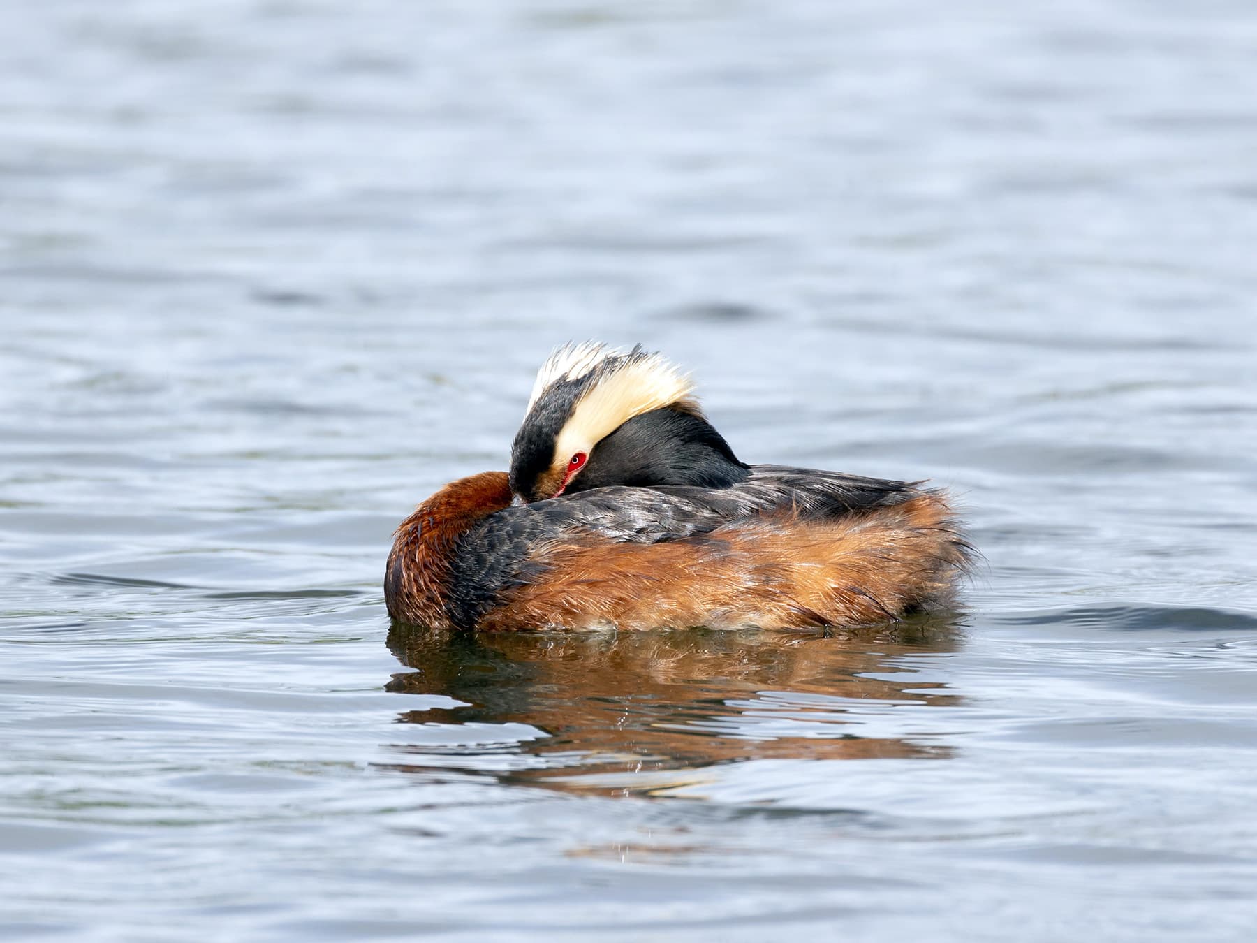 Horned Grebe resting on the water