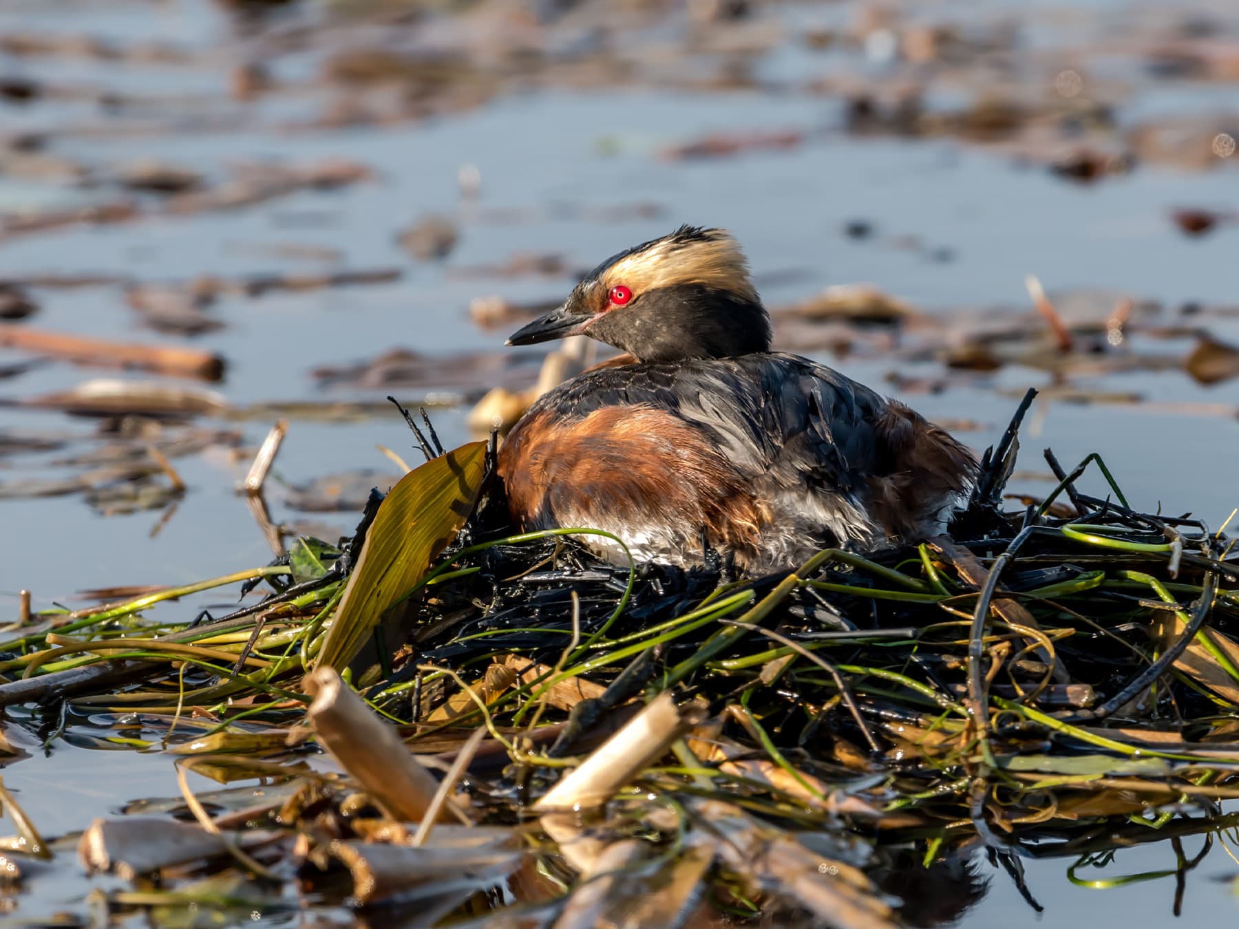 Horned Grebe sitting on the nest