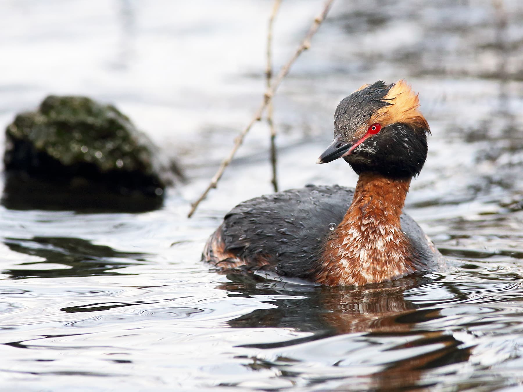 Horned Grebe swimming in a loch