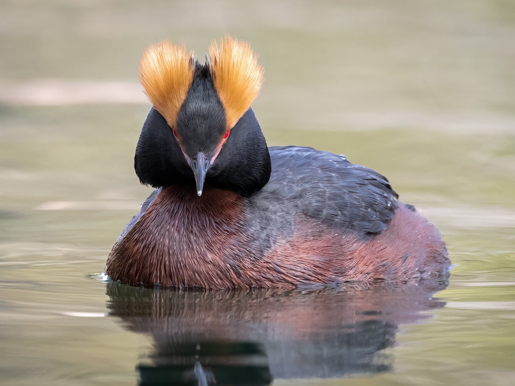 Horned Grebe, breeding plumage, swimming in the lake