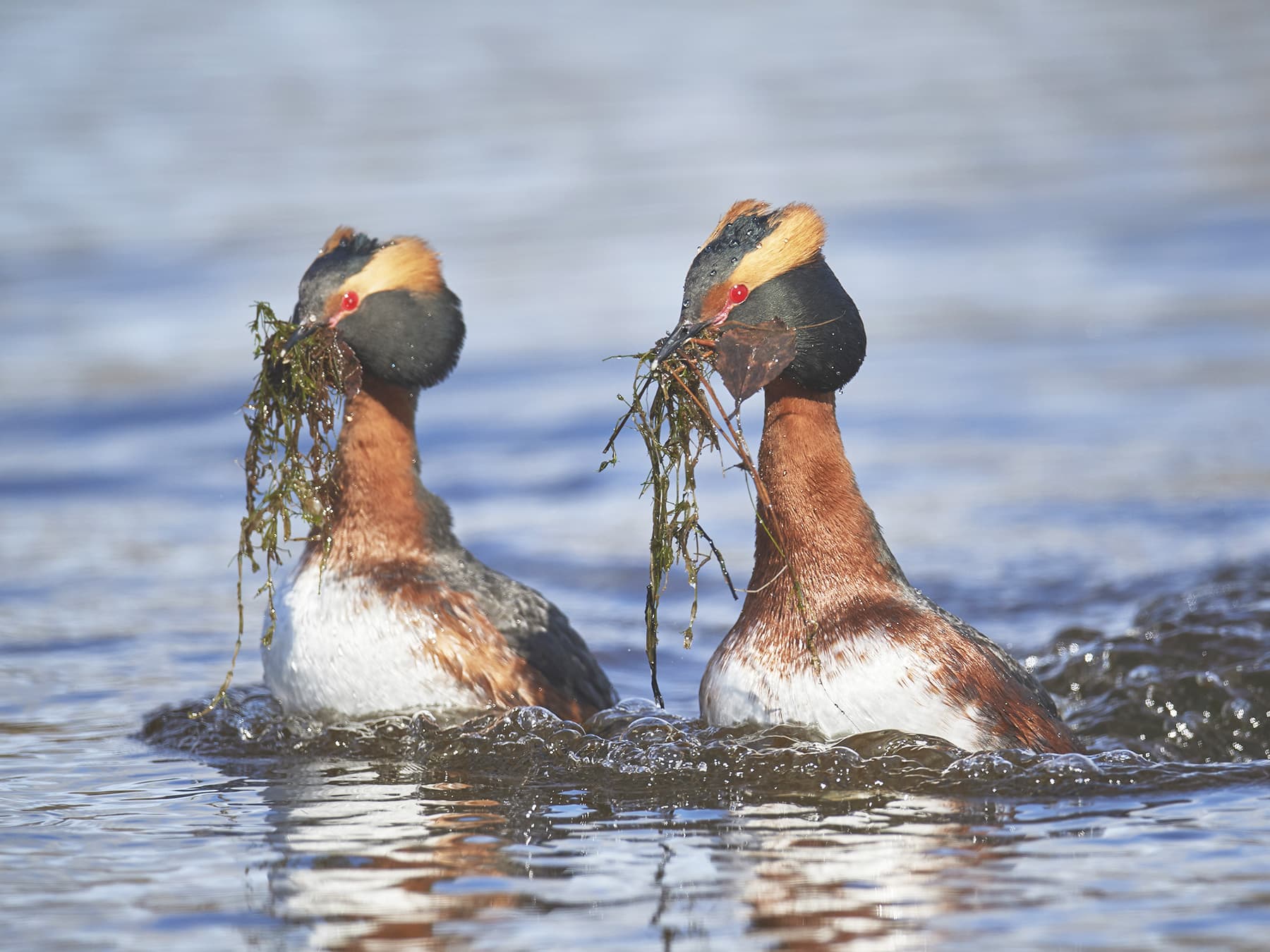 Pair of Horned Grebes collecting nesting materials