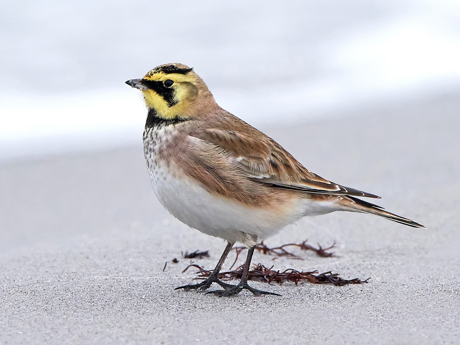 Horned Lark standing by the coast