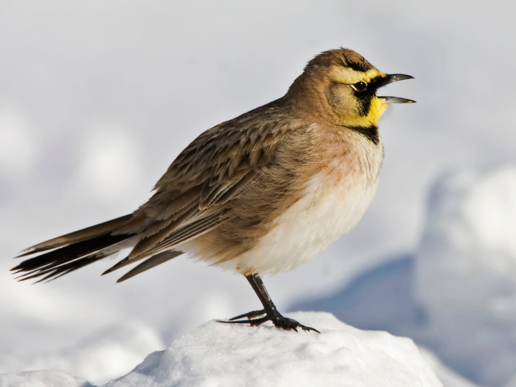 Horned Lark singing during the winter