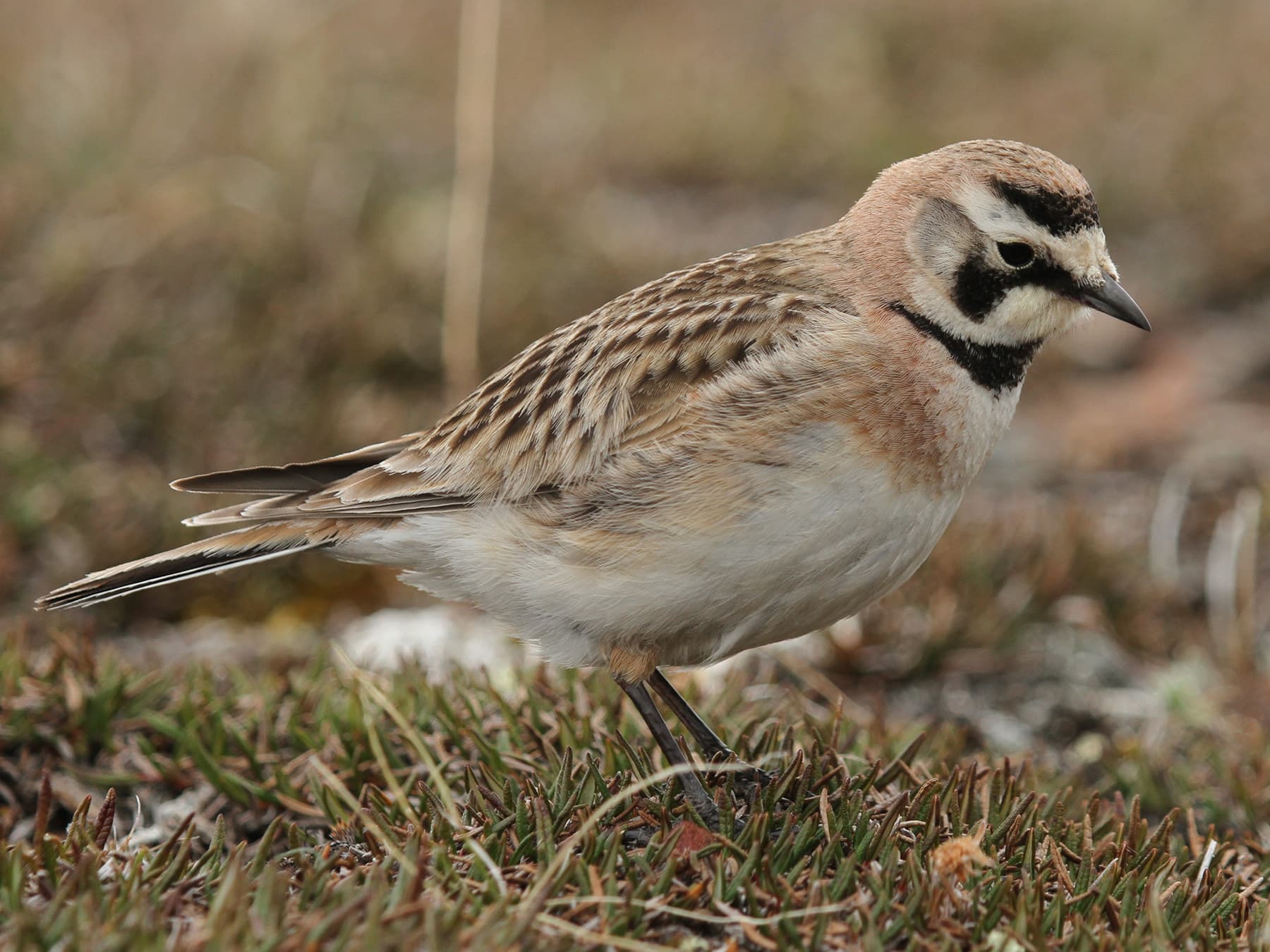 Horned Lark foraging in the tundra