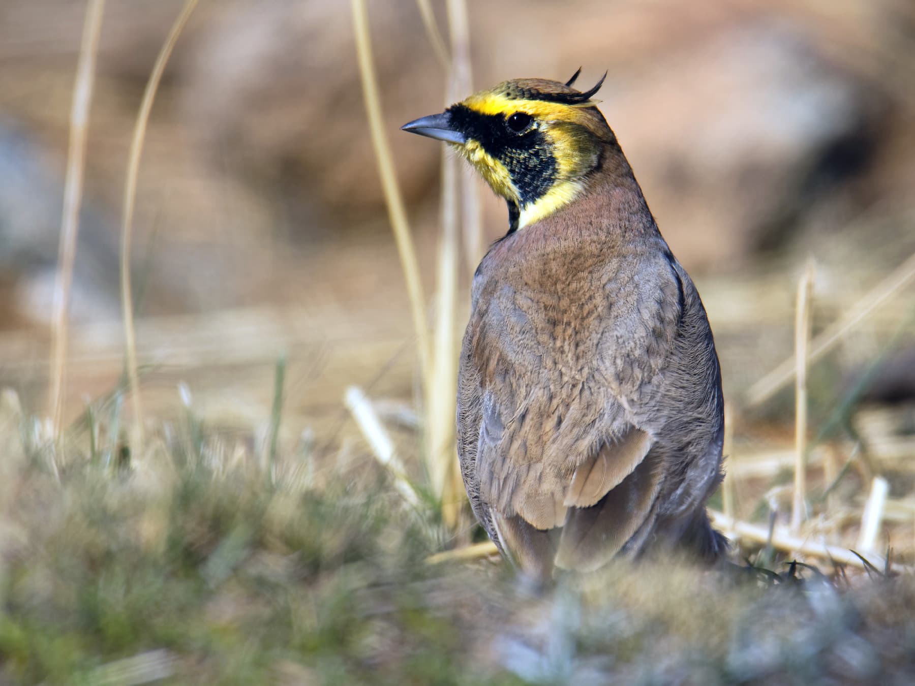 Horned Lark in coastal grassland