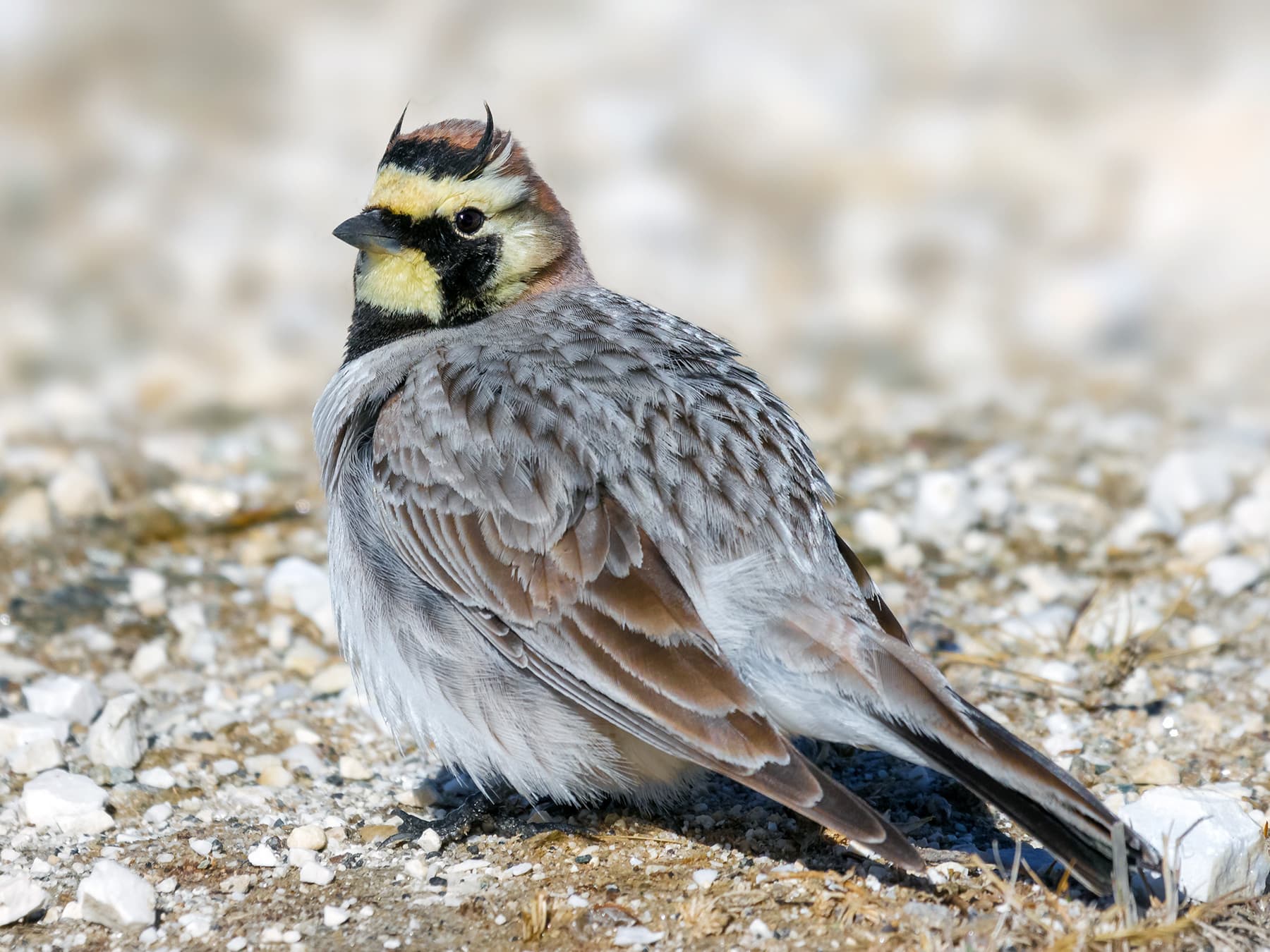 Horned Lark in natural habitat