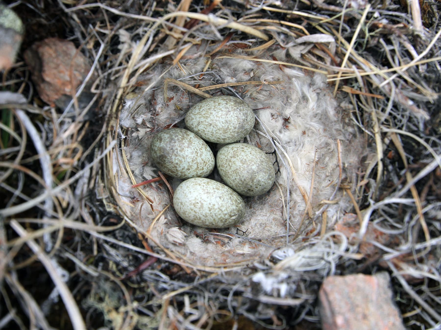 nest of a Horned Lark with a clutch of four eggs