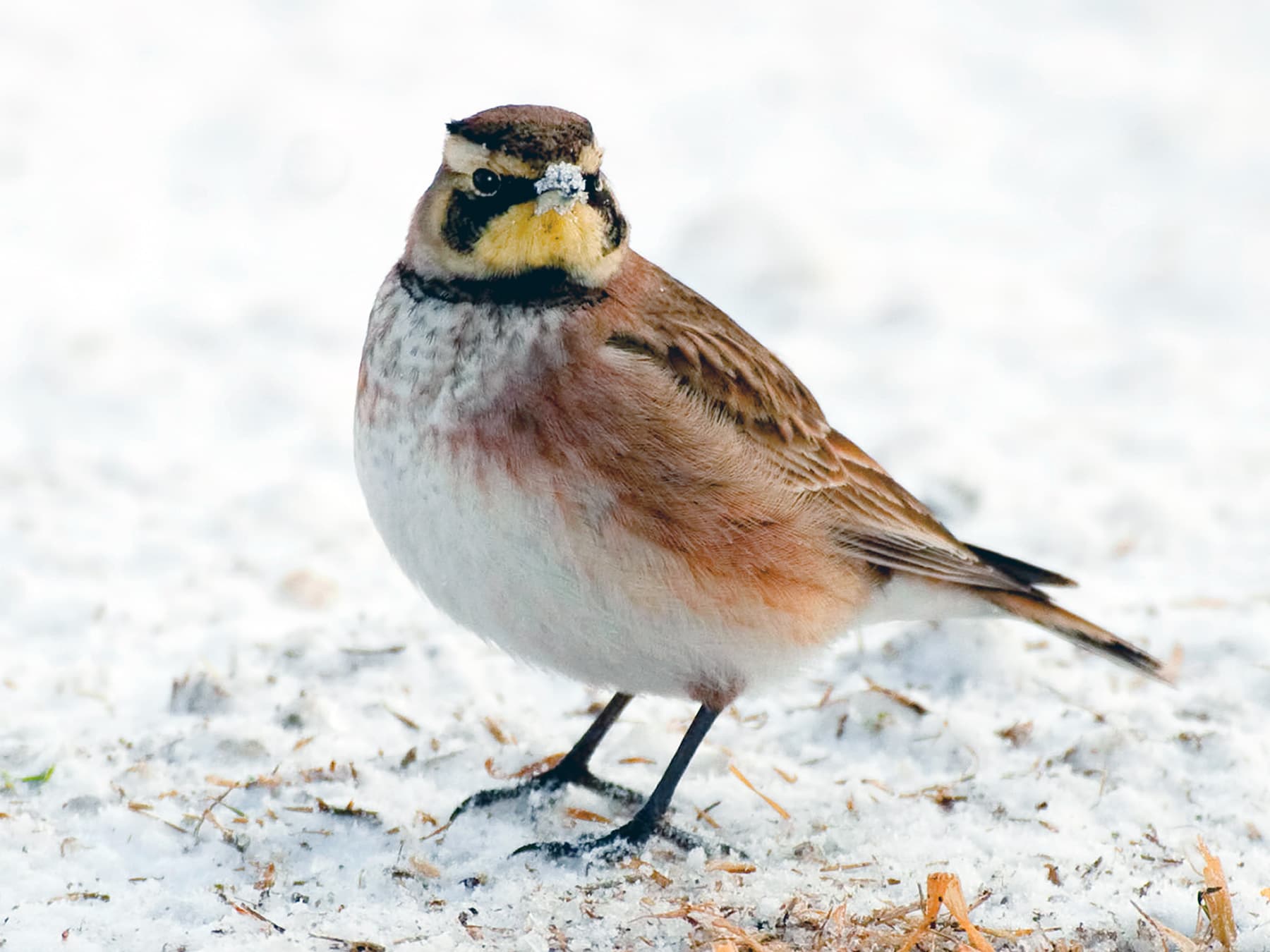Horned lark in coastal habitat