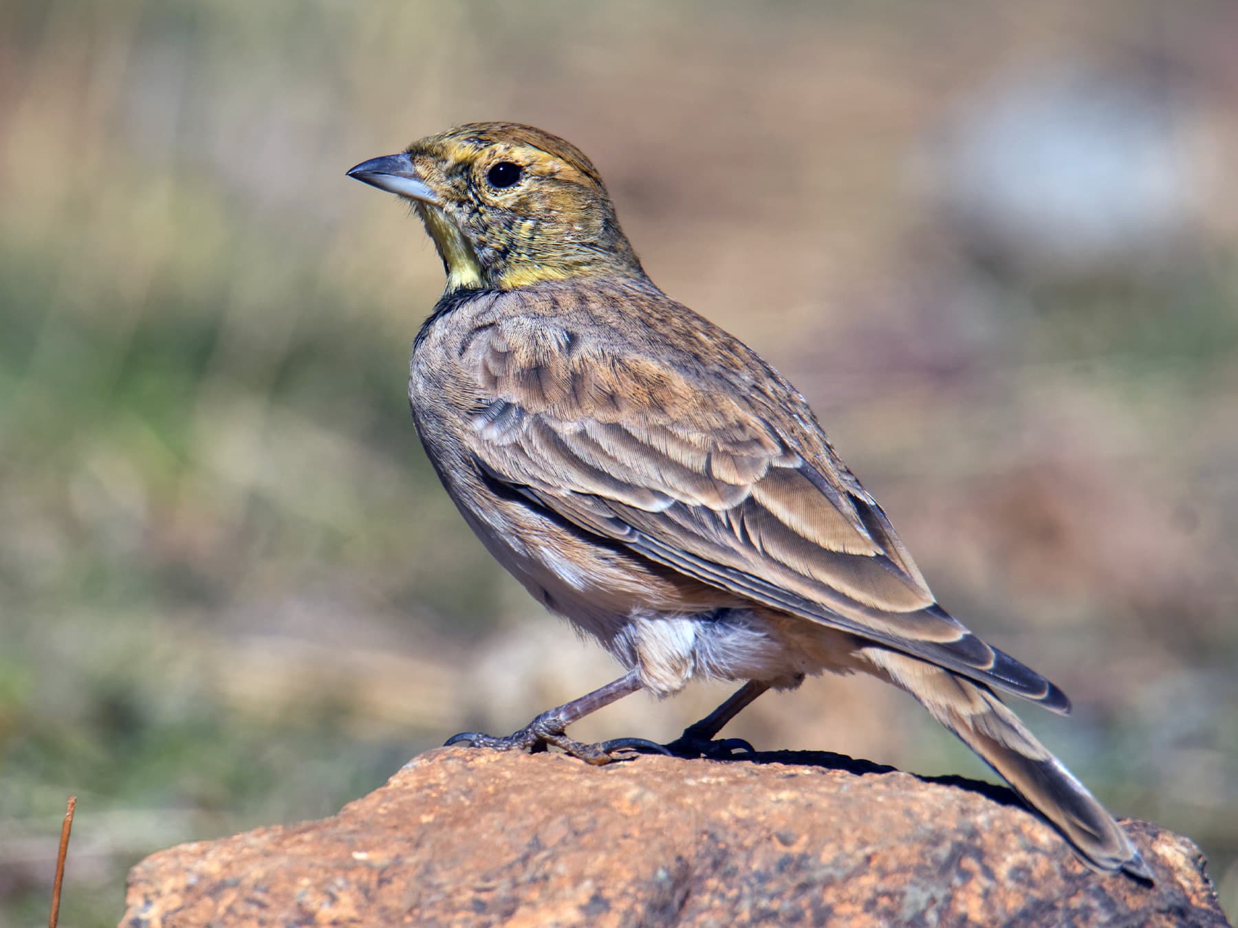 Horned Lark standing on the rocks