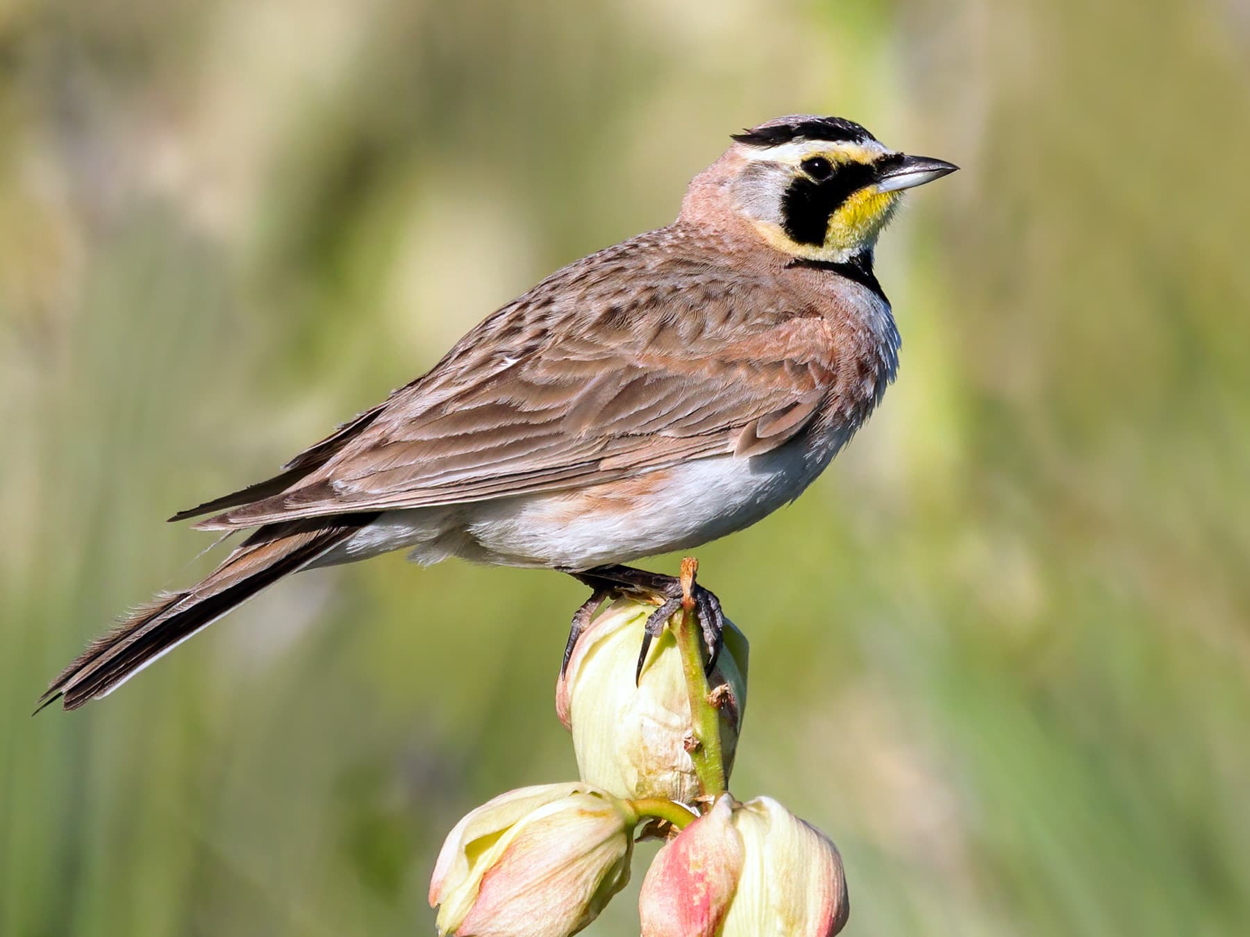 Horned Lark perching in amongst yucca plants