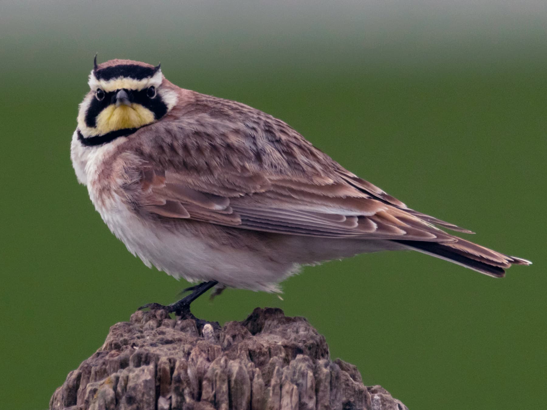 Horned Lark perched on top of a tree stump