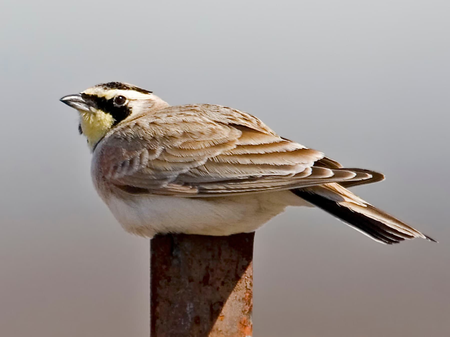 Horned Lark resting on a fence post