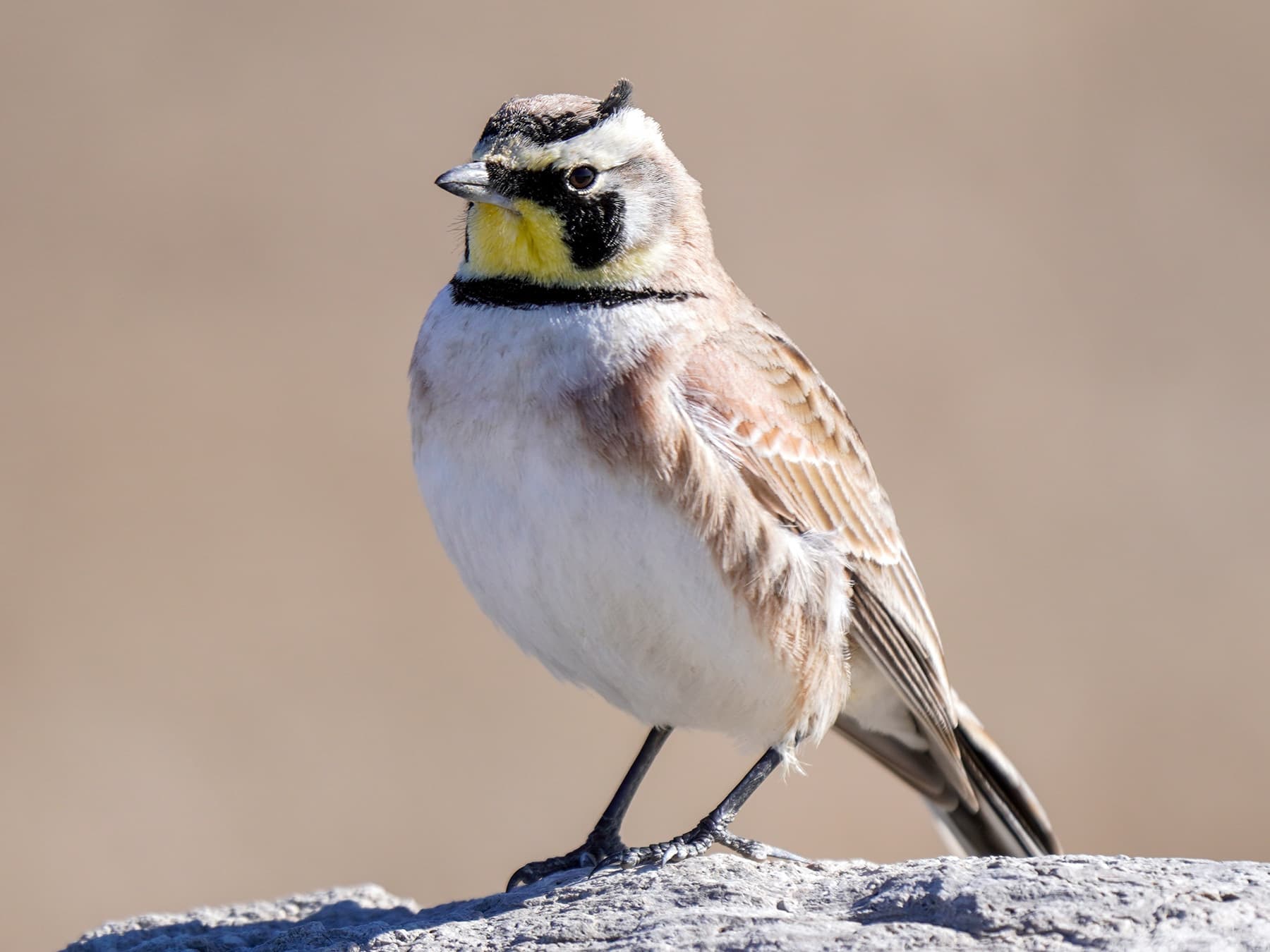 Horned Lark standing on the rocks