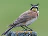 Horned Lark